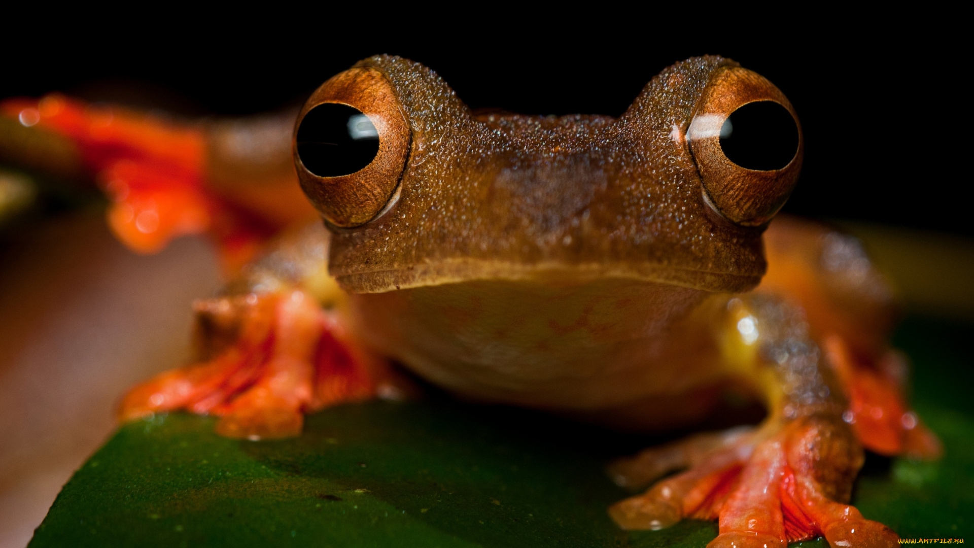 животные, лягушки, зрачки, макро, лист, земноводные, зеленый, желтоглазая, взгляд, лягушка, мордочка, лапки, крупный, план, листок, черный, фон, глаза, амфибии, рыжая