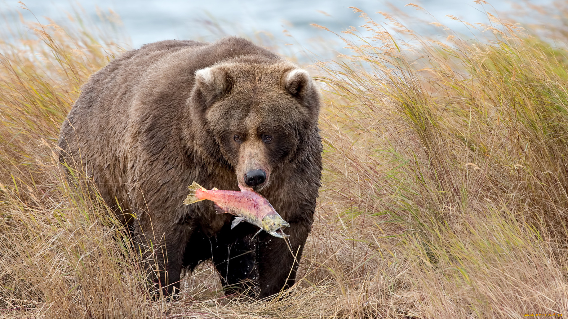 животные, медведи, опасен, большой, шерсть, мишка