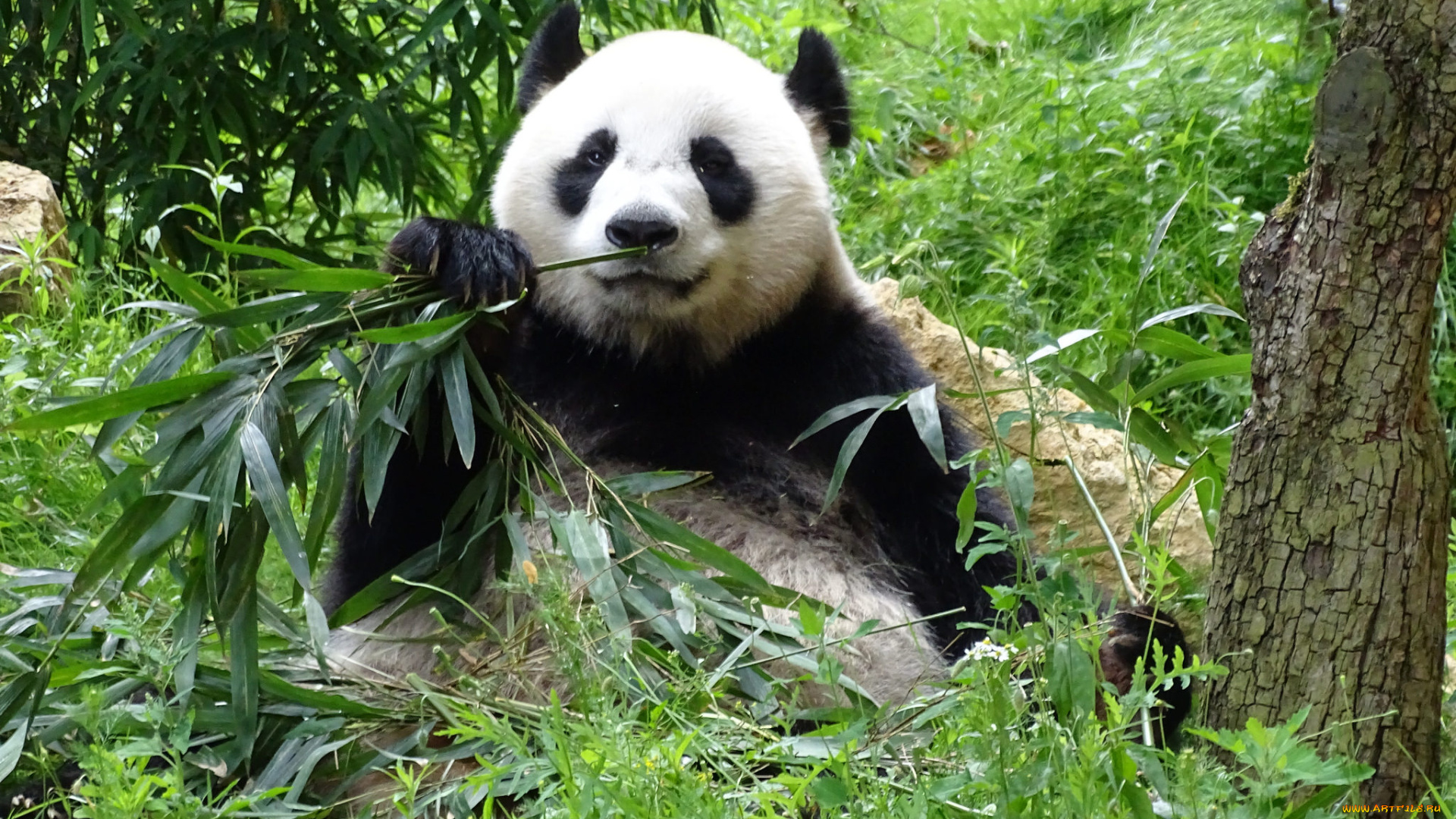 животные, панды, бамбук, еда, лапа, окрас, шерсть, панда