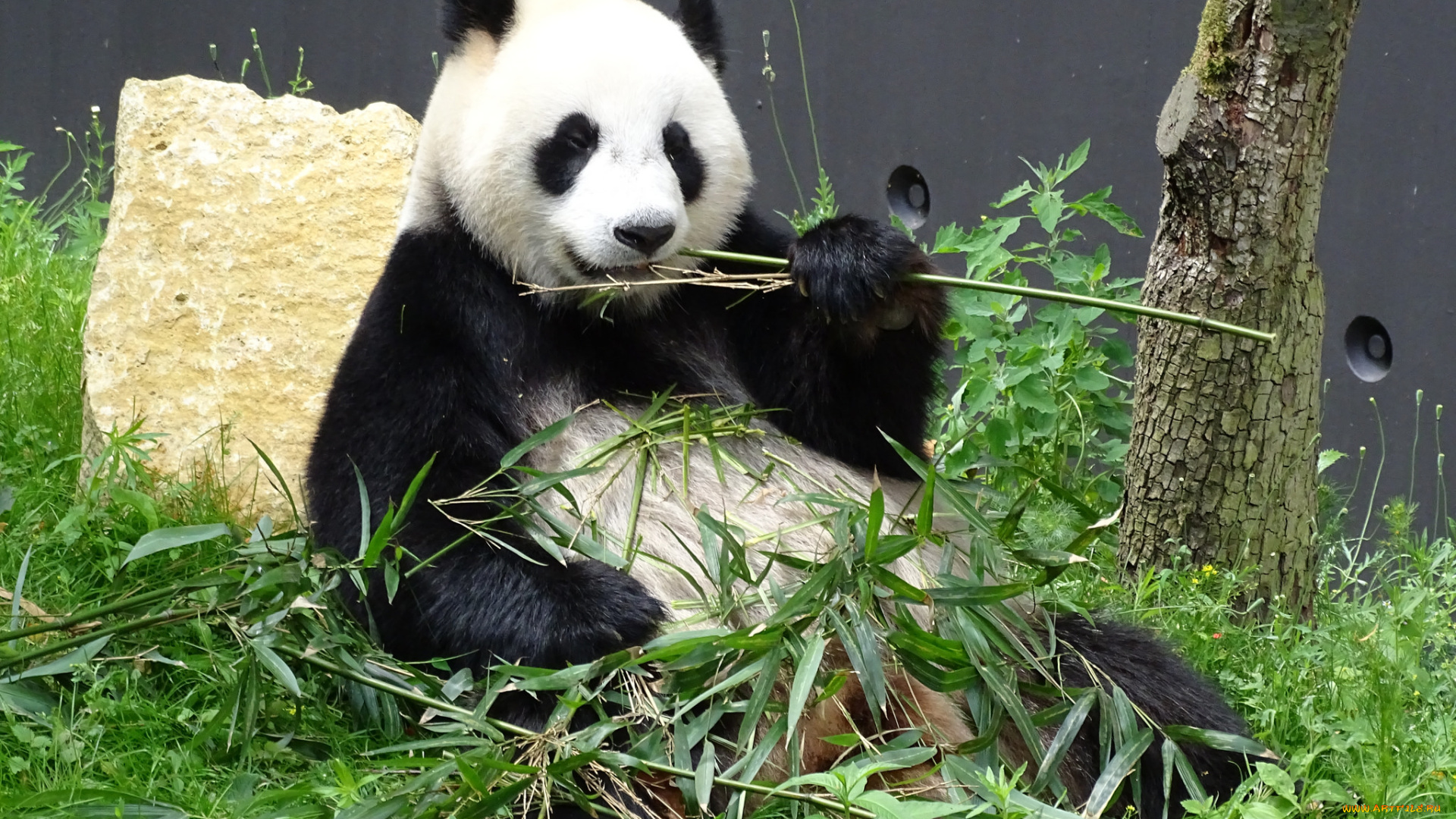 животные, панды, еда, бамбук, шерсть, окрас, панда