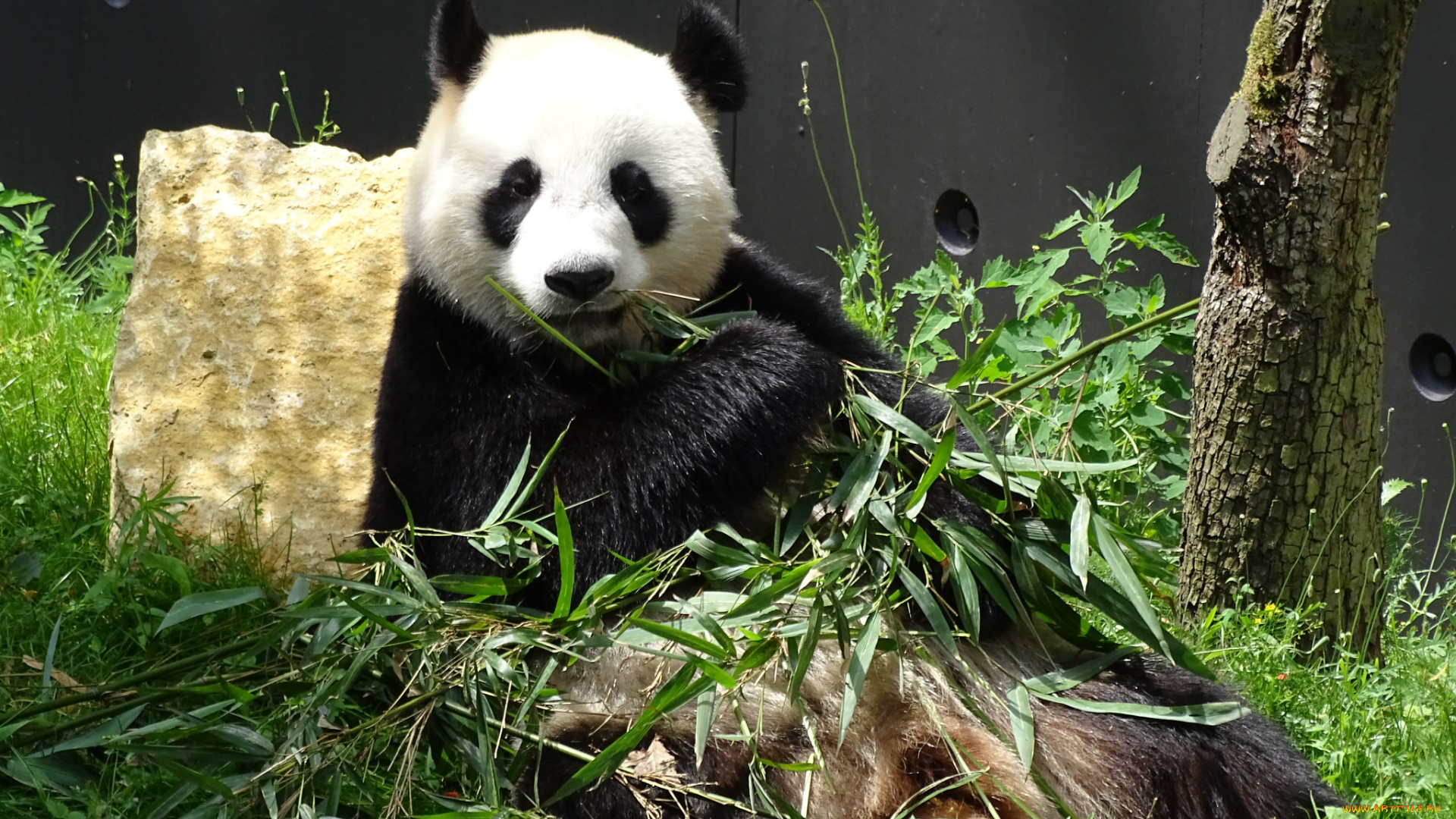 животные, панды, окрас, шерсть, панда, лапа, еда, бамбук