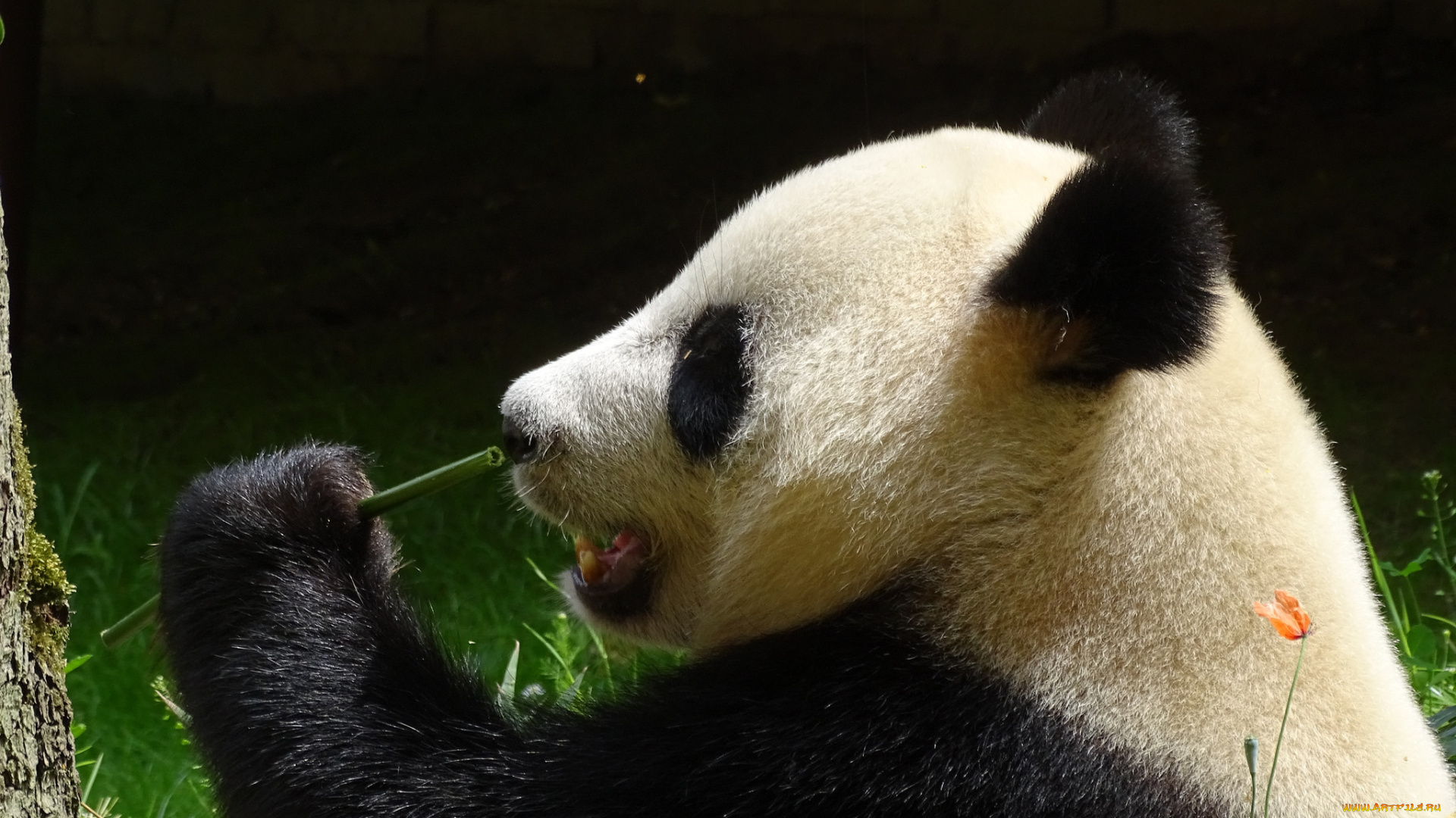животные, панды, панда, шерсть, окрас, лапа, еда, бамбук