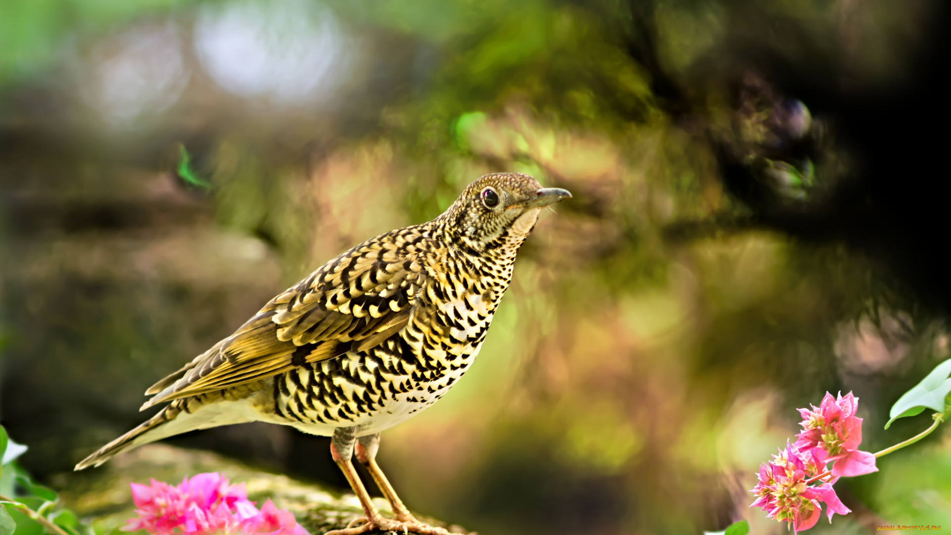 животные, птицы, птица, окрас, взгляд, цветы, фон