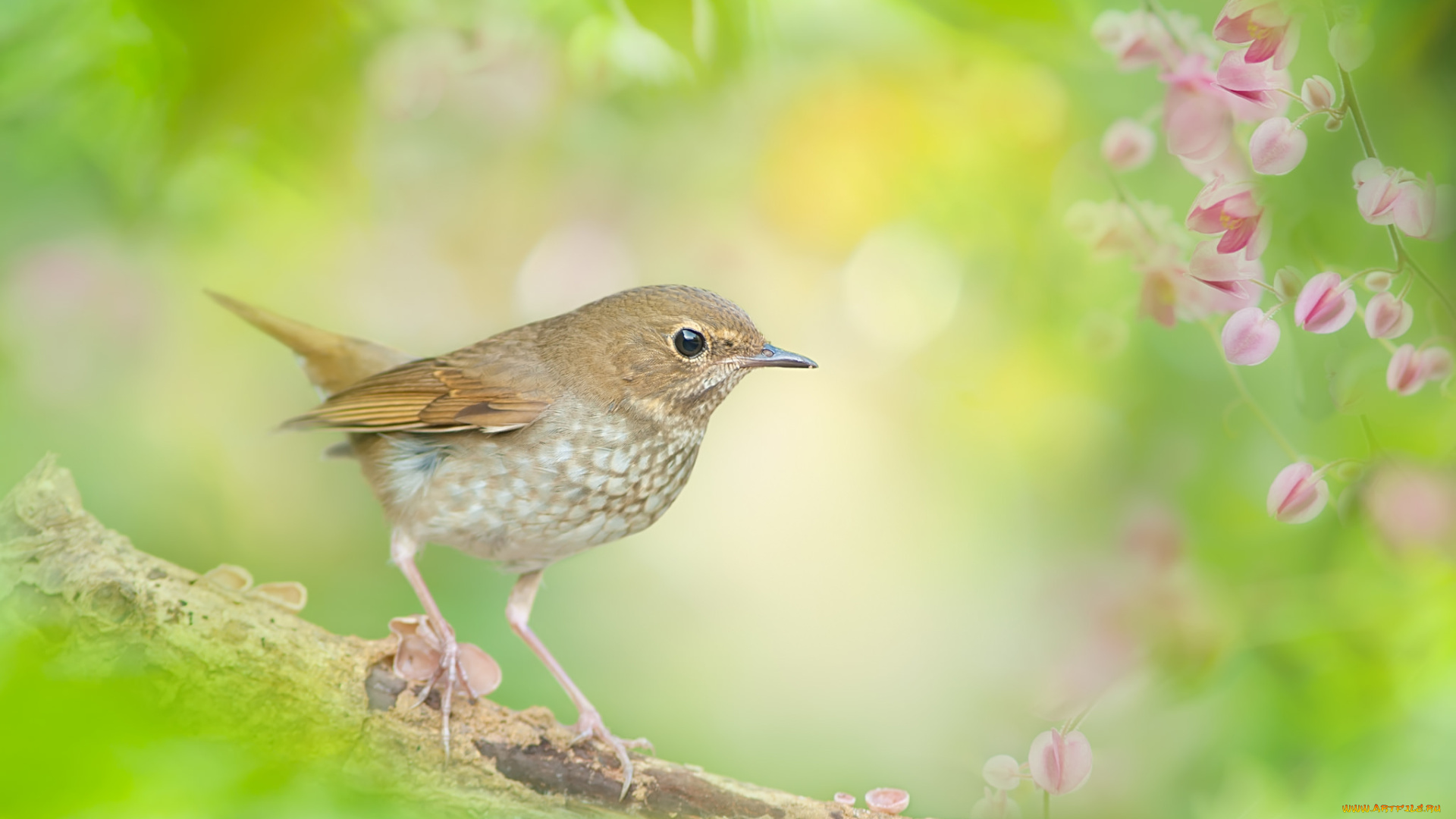 животные, птицы, птица, поле, цветок, природа, красота, фон, окрас, взгляд, перья, ножки