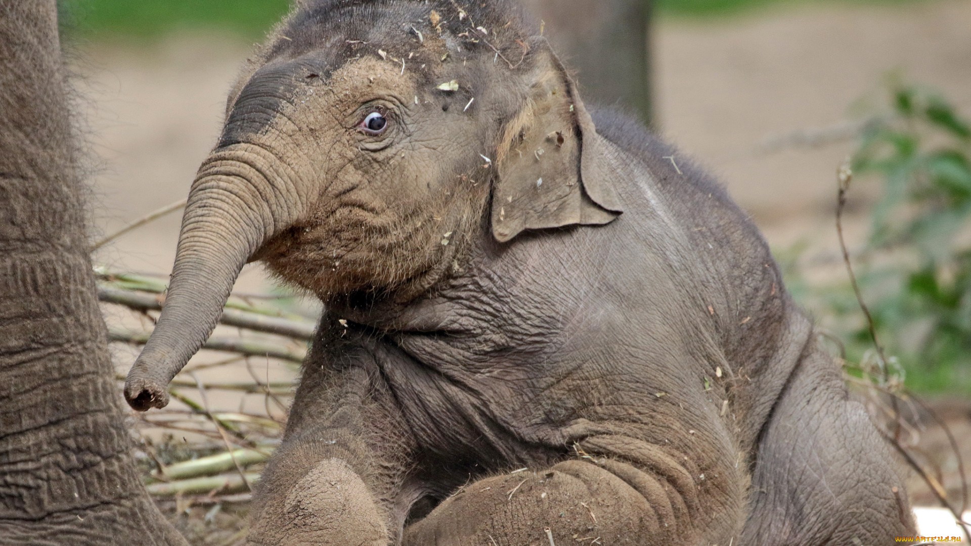 животные, слоны, большой, красивый, хобот, слон
