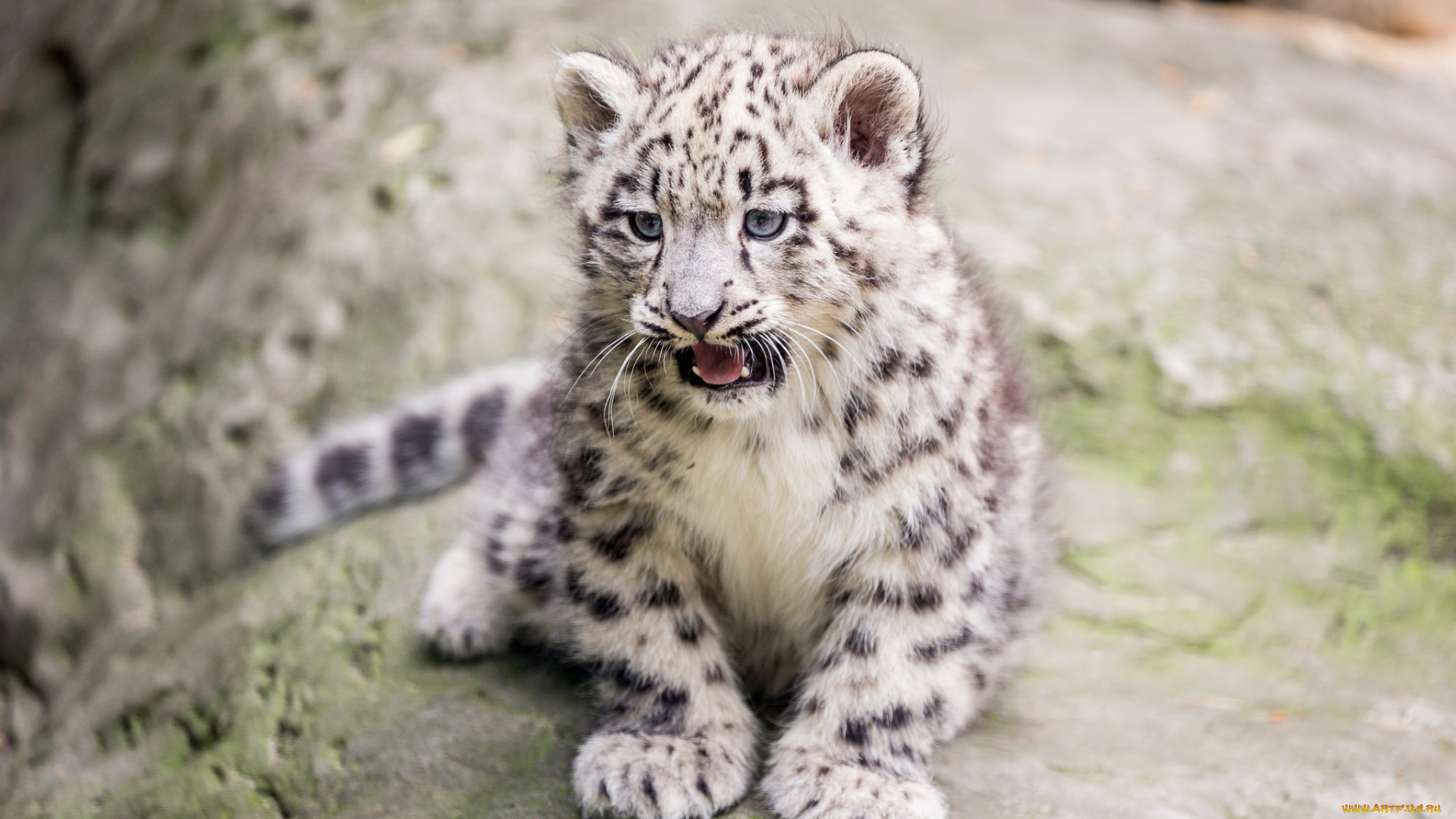 животные, снежный, барс, , ирбис, животное, кисточки, ушки, шерсть, окрас, рысь