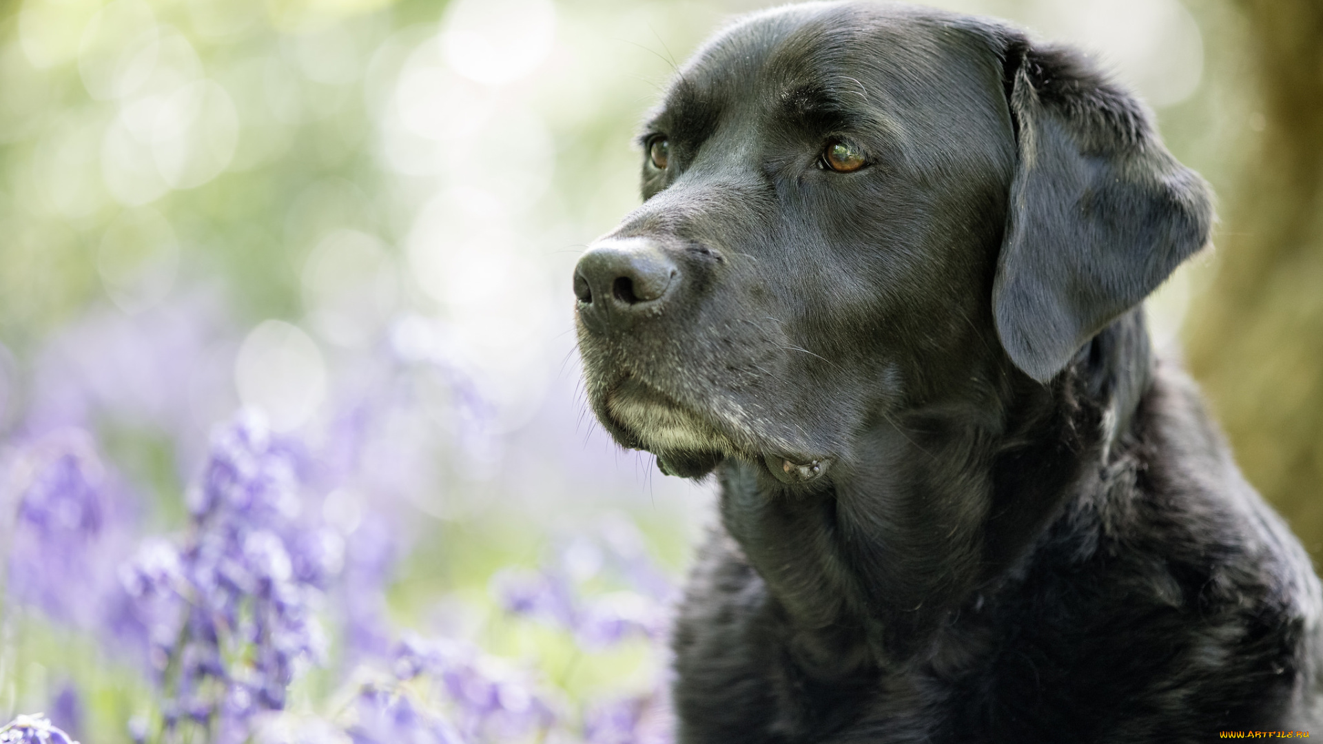 животные, собаки, цвет, шерсть, окрас, собака