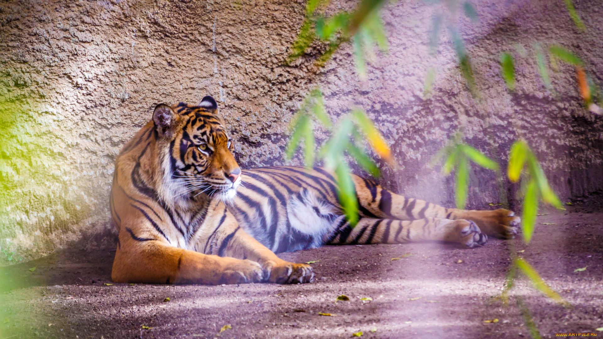 животные, тигры, животное, зверь, тигр, окрас, шерсть, хищник