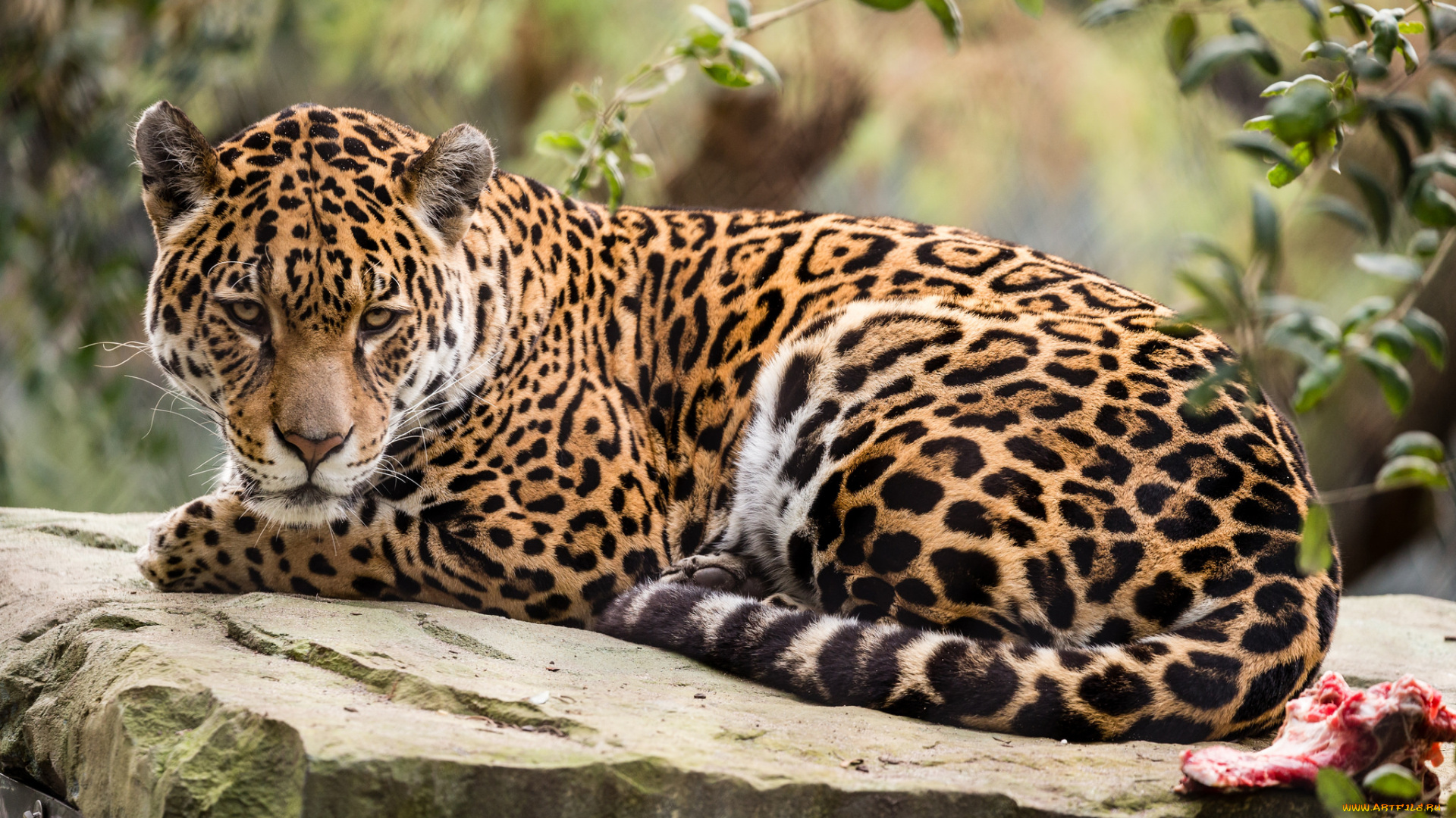 животные, Ягуары, ягуар, окрас, хищник, взгляд, отдых