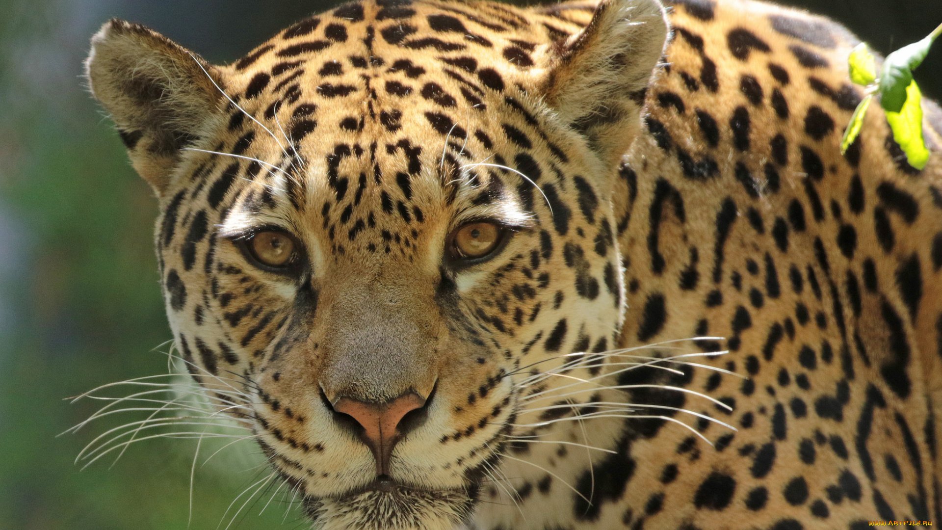 животные, Ягуары, животное, опасен, хищник, шерсть, окрас, ягуар