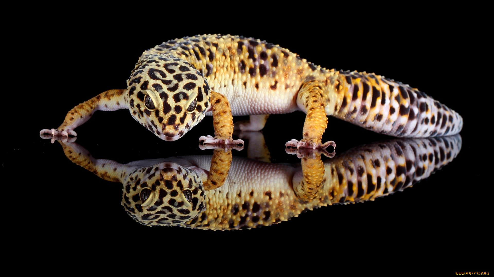 животные, Ящерицы, , игуаны, , вараны, ящерица, язык, окрас, фон