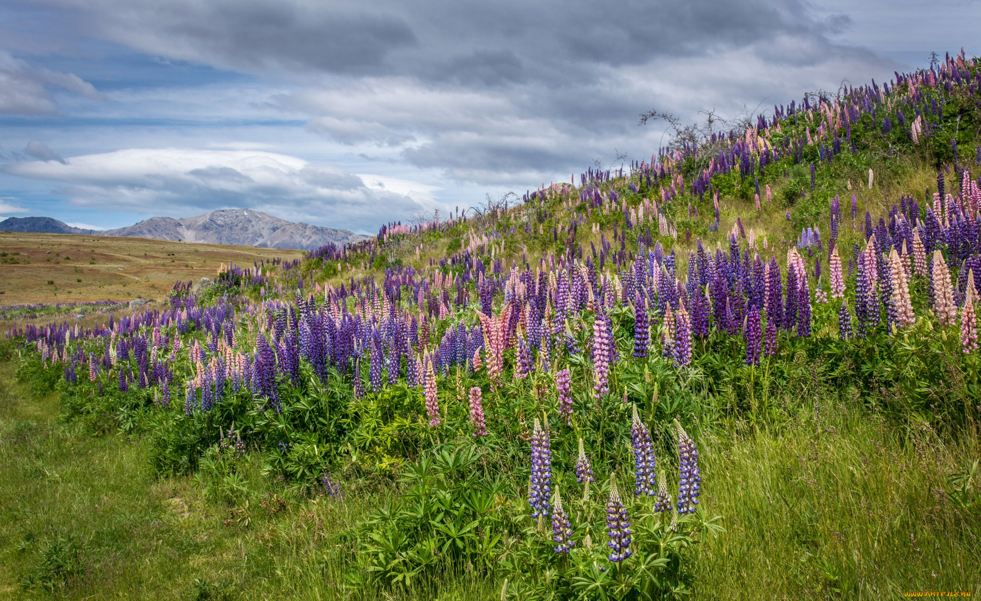 природа, луга, трава, цветы, гора, холм