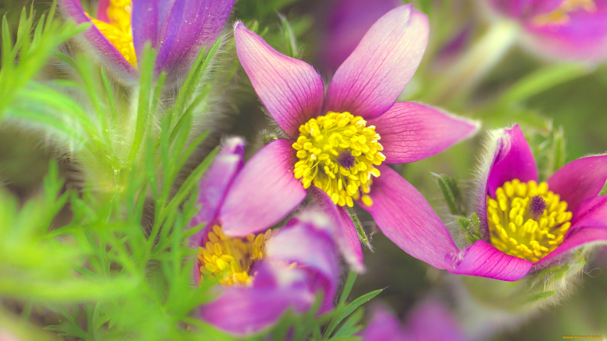 цветы, анемоны, , сон-трава, композиция, трава, зелень, макро