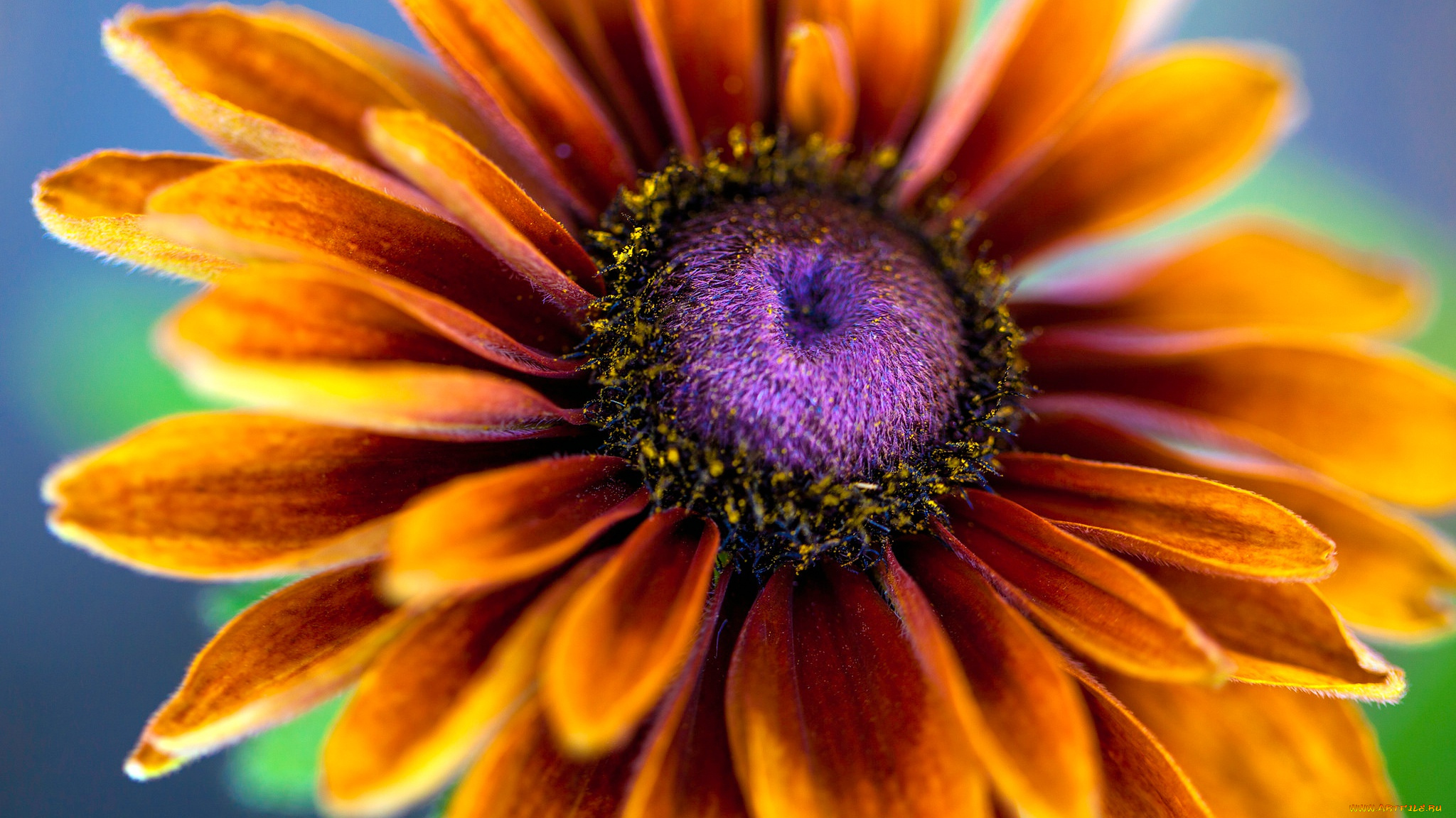 цветы, рудбекия, цветок, эхинацея, лепестки, тычинки, макро