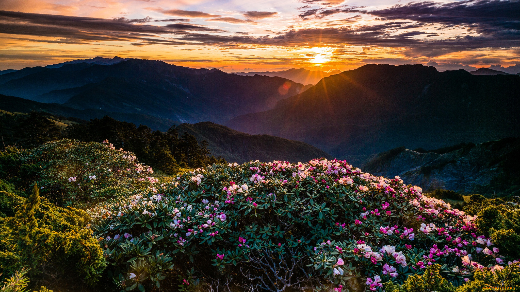 природа, горы, весна, лучи, кусты, небо, закат, пейзаж, сказка, цветы, рододендроны, вечер, дымка, цветение, сумерки, холмы, солнце, облака