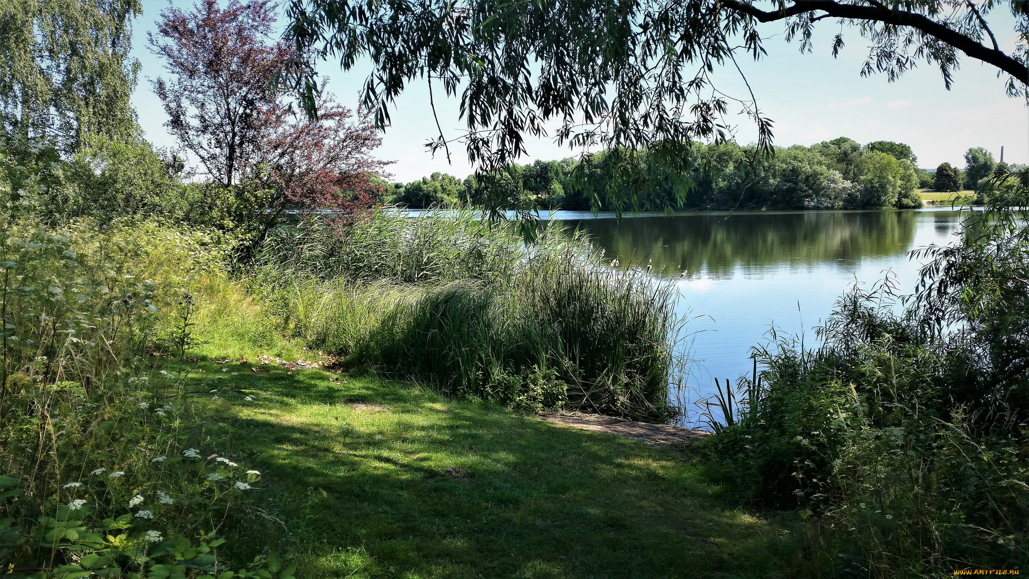 природа, реки, озера, лес, река