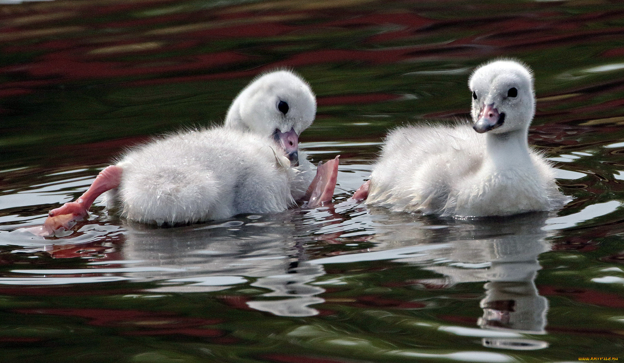 животные, лебеди, вода, малыши, игра, гуси, пара