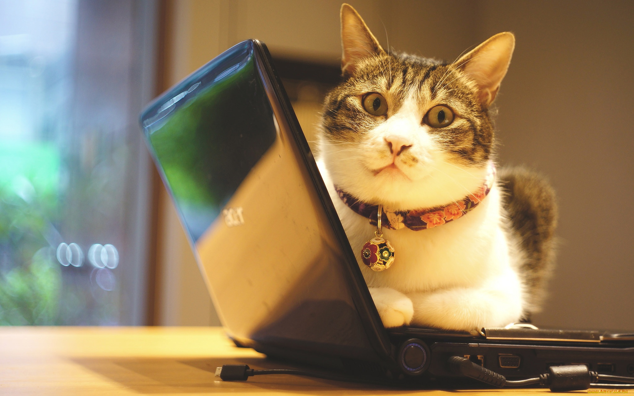 животные, коты, котэ, информационные, технологии, морда, помещение, окно, полосатый, ошейник, офис, фотосессия, закачка, электроника, гаджет, кот, техника, стена, ноутбук, кошка, лежит, серый, с, белым