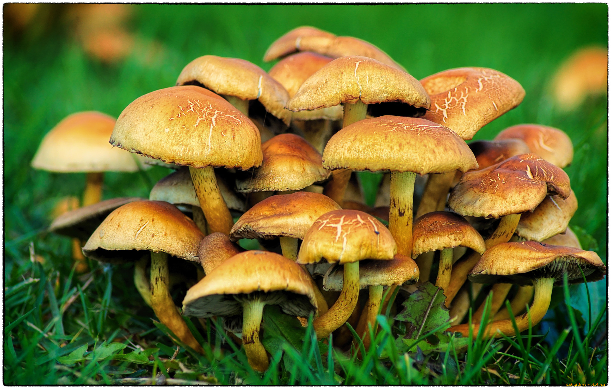 природа, грибы, опята