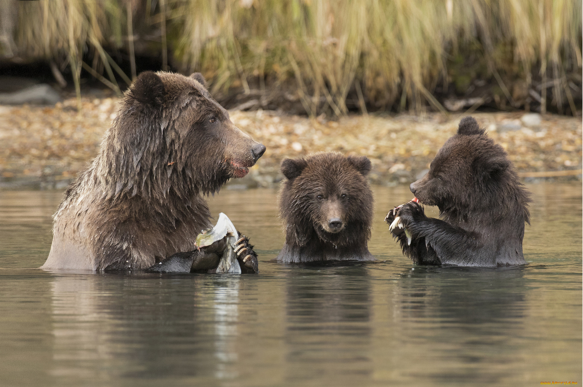 животные, медведи, большой, цвет, шерсть, мишка
