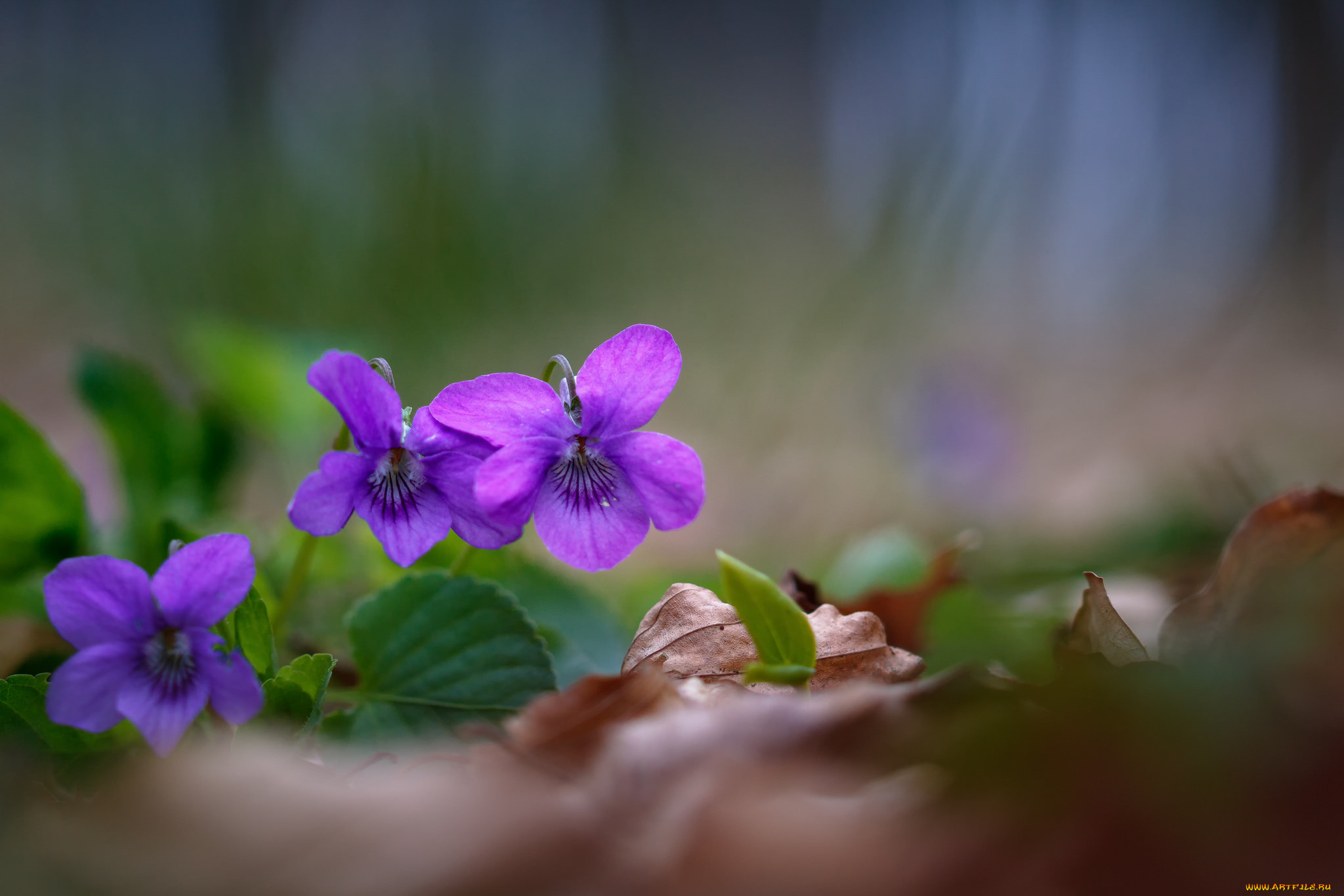 цветы, фиалки, фиалка, цветение, цвет, лес