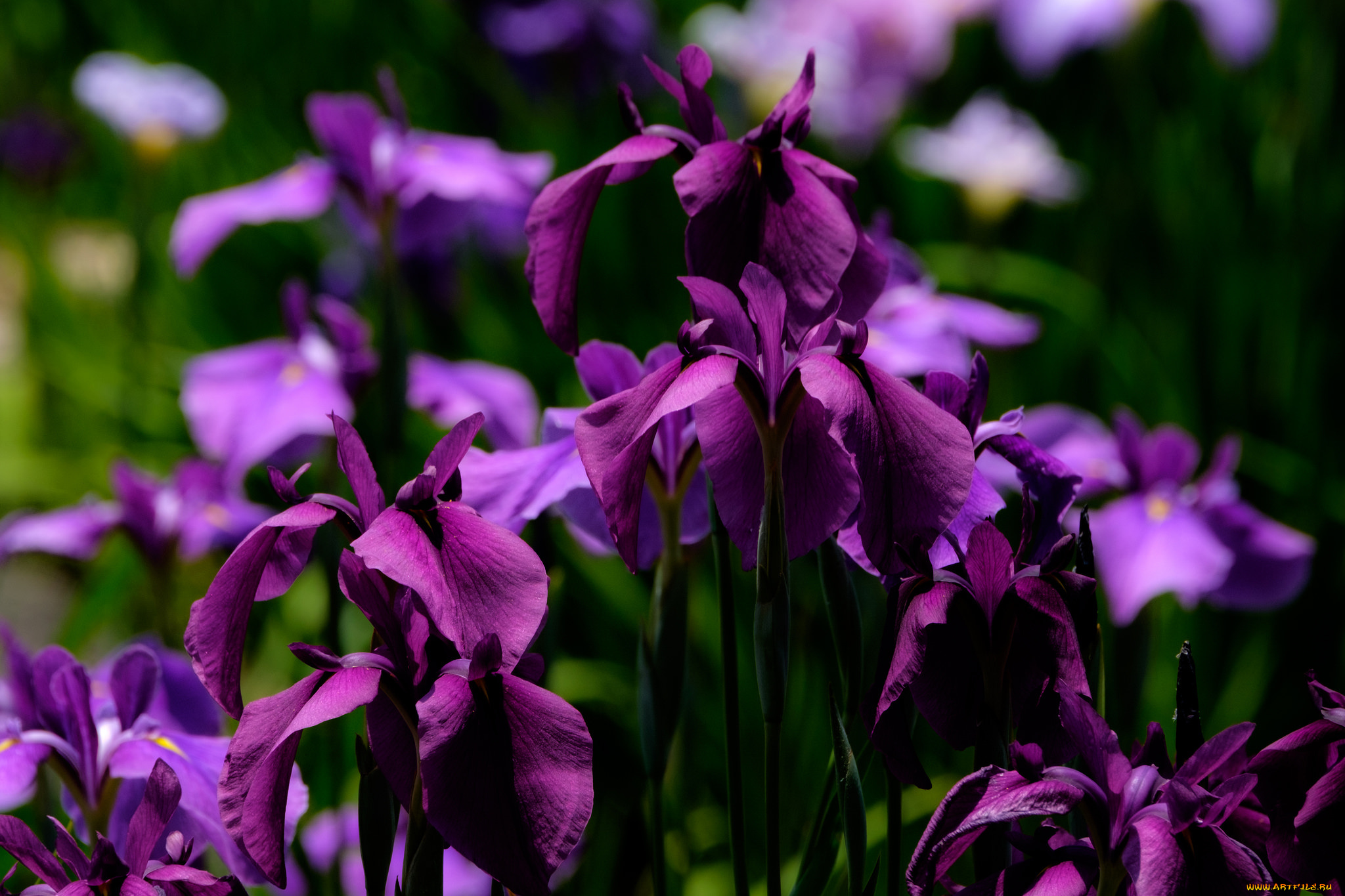 цветы, ирисы, цвет, цветение, лепестки