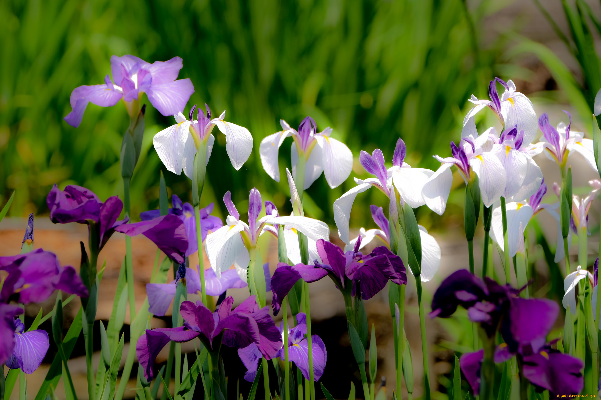 цветы, ирисы, цвет, лепестки, цветение, ирис