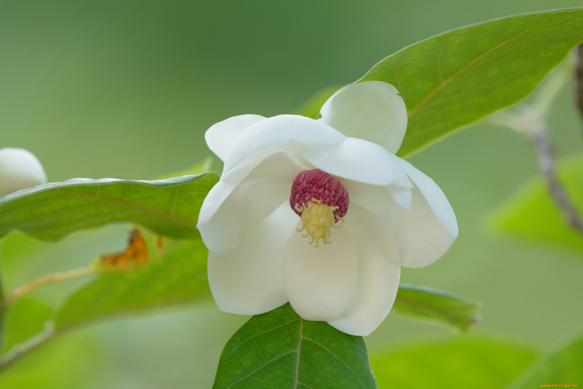 цветы, камелии, цветение, камелия, кустарник, цвет, лепестки