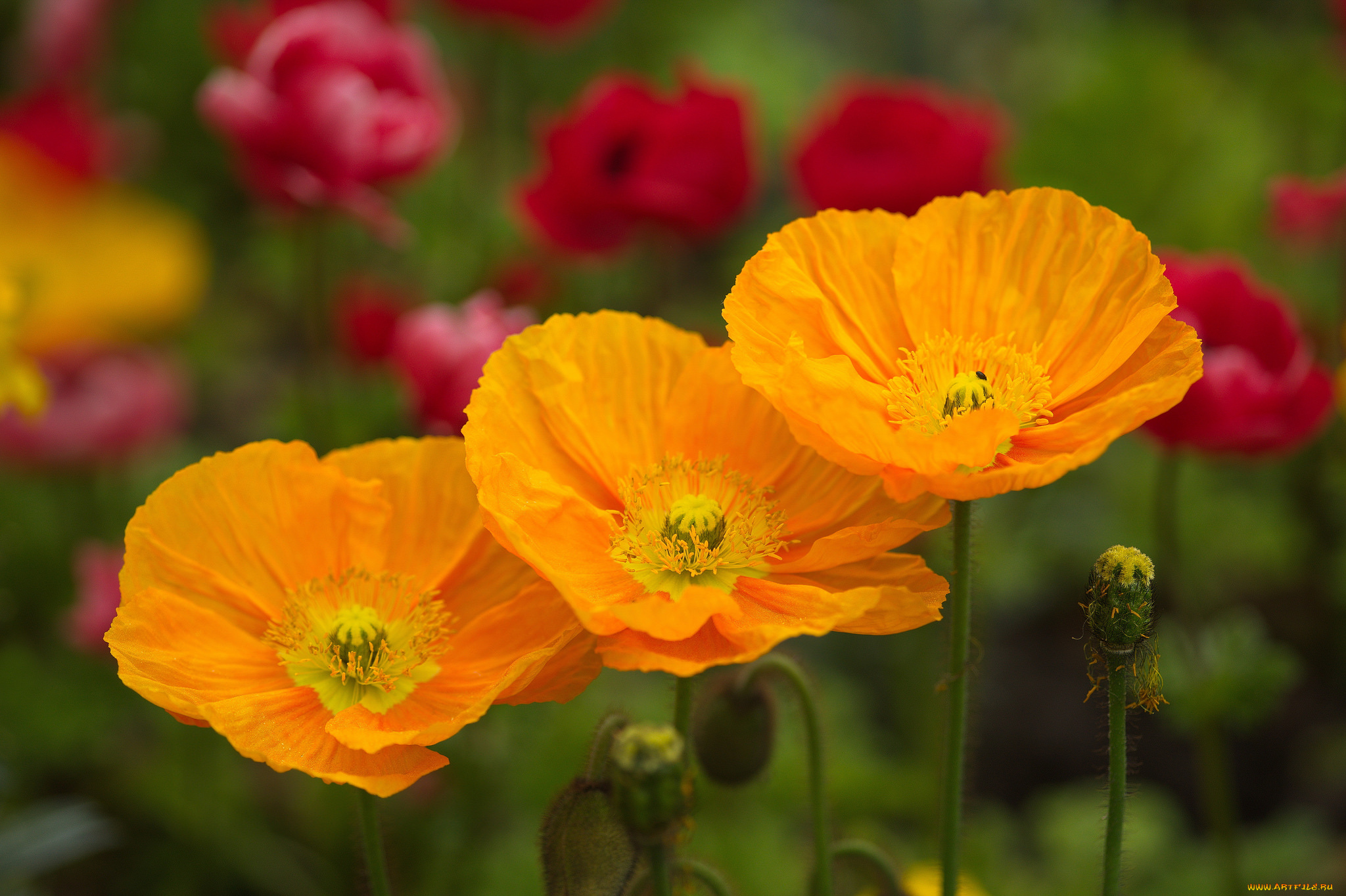 цветы, маки, цвет, лепестки, цветение, мак
