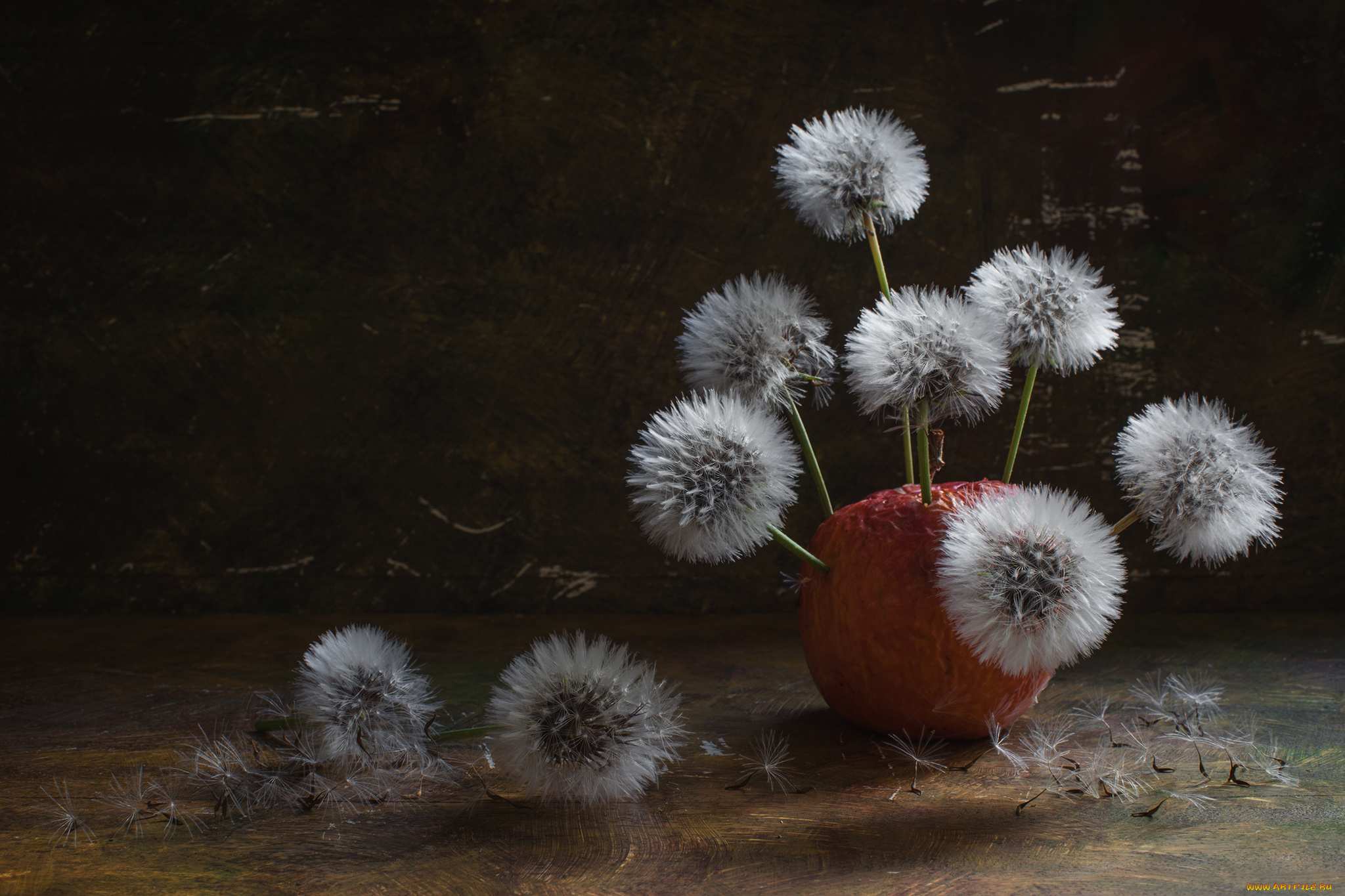 цветы, одуванчики, фон, боке