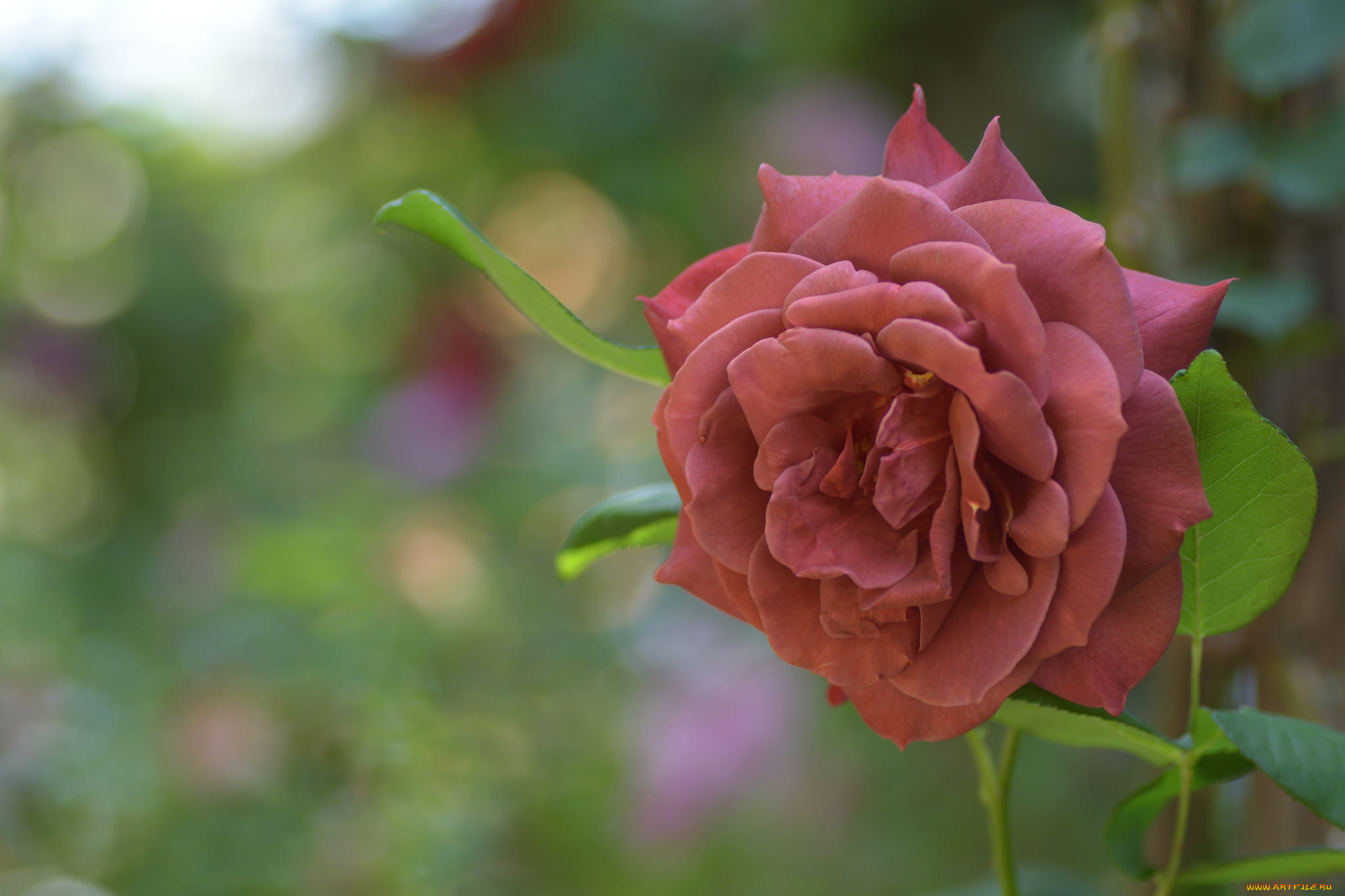 цветы, розы, цвет, лепестки, цветение, роза