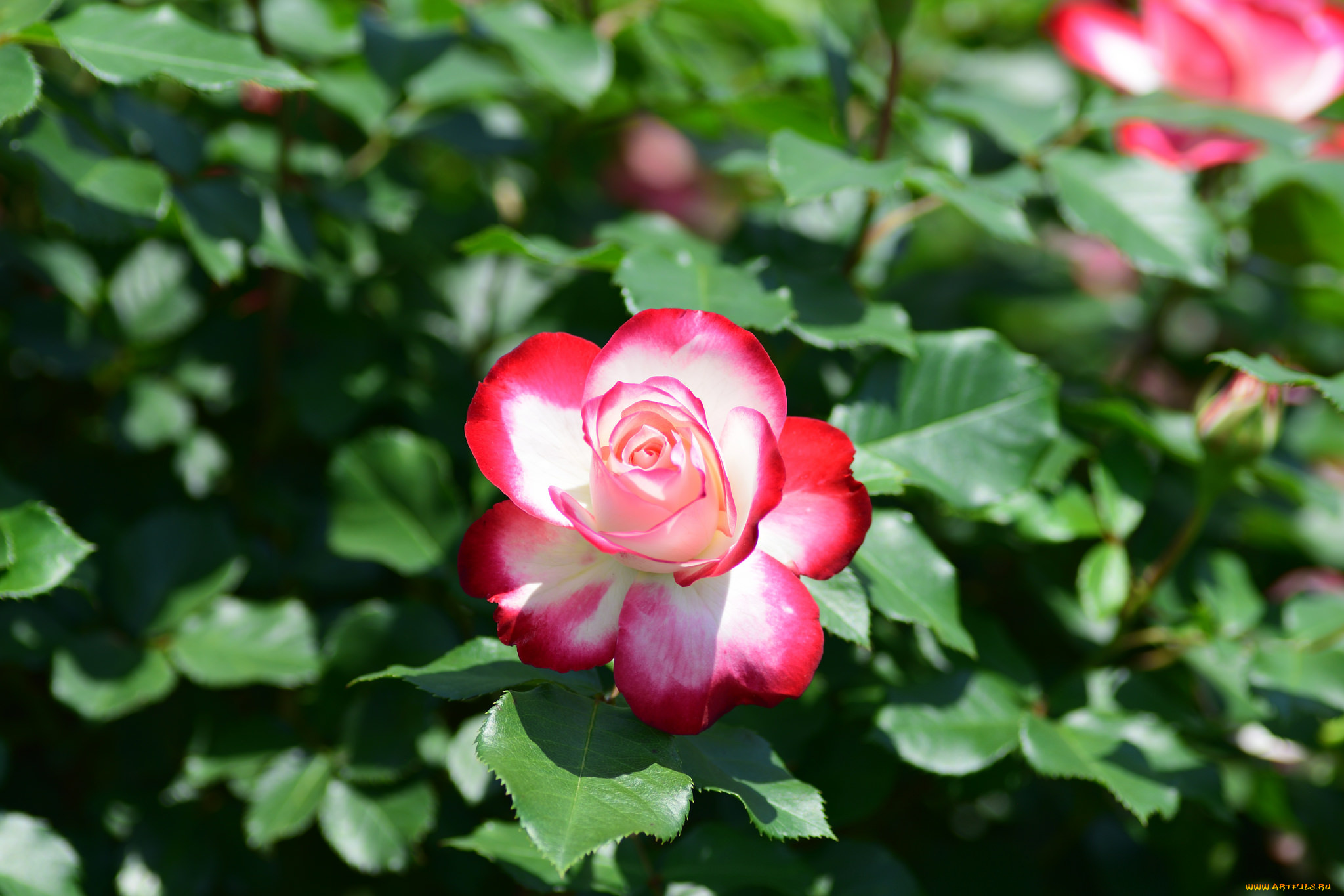 цветы, розы, макро, пестрая, роза, бутон