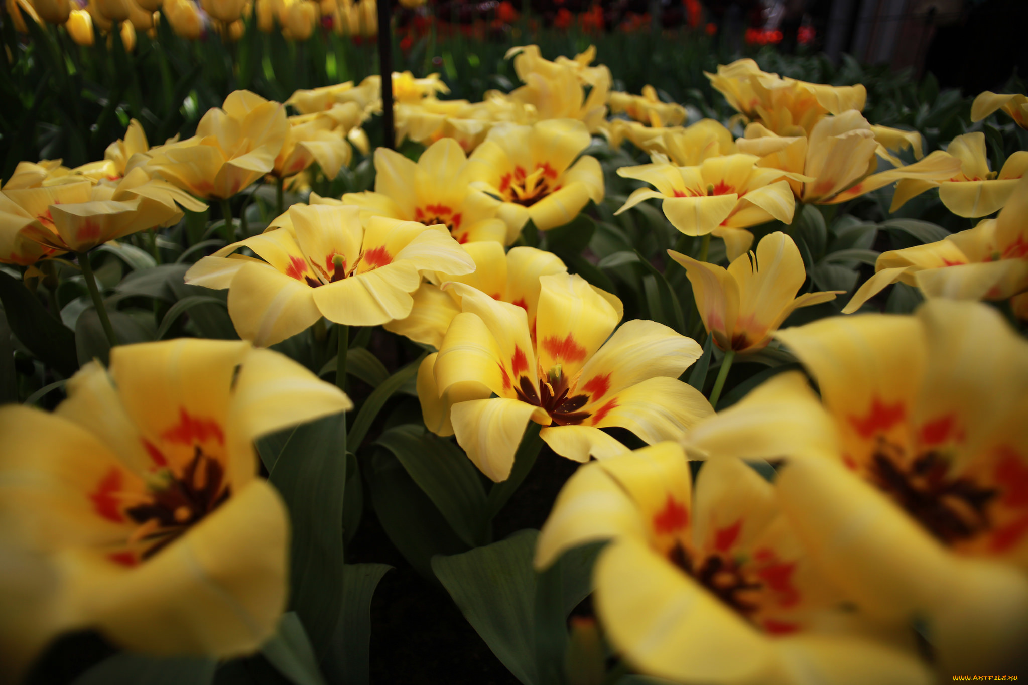 цветы, тюльпаны, цвет, цветение