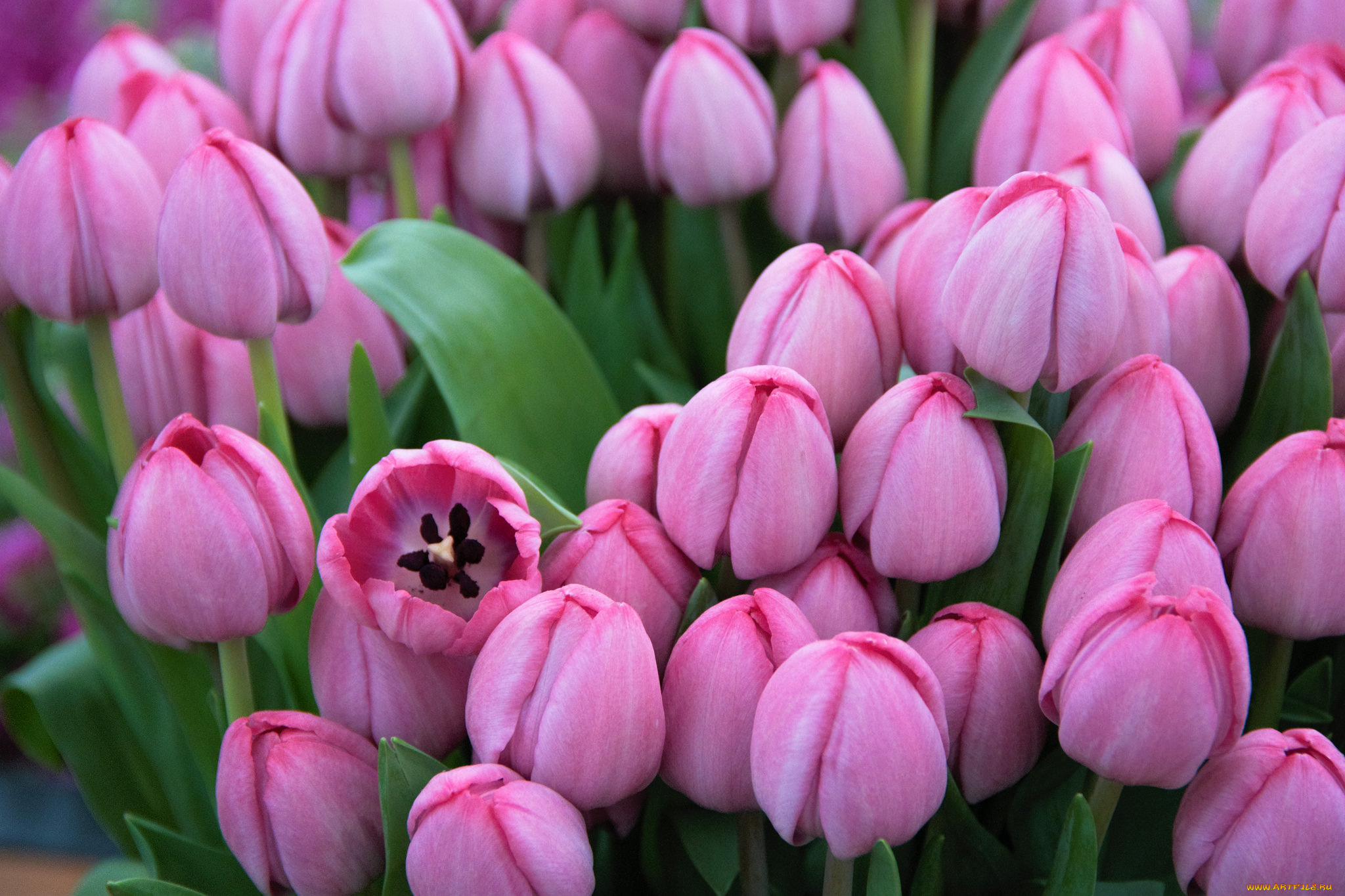 цветы, тюльпаны, цветение, цвет