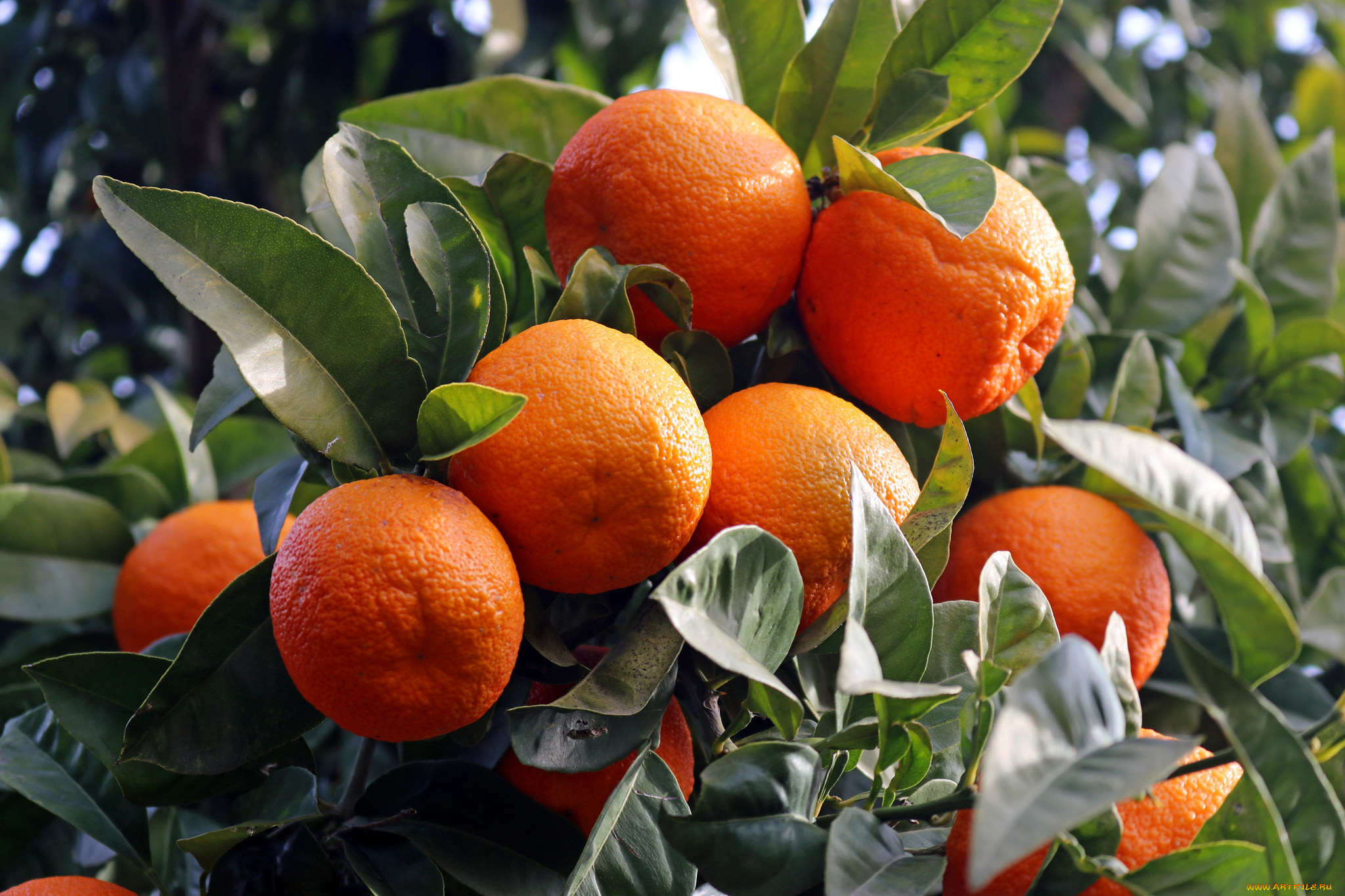 природа, плоды, мандарины