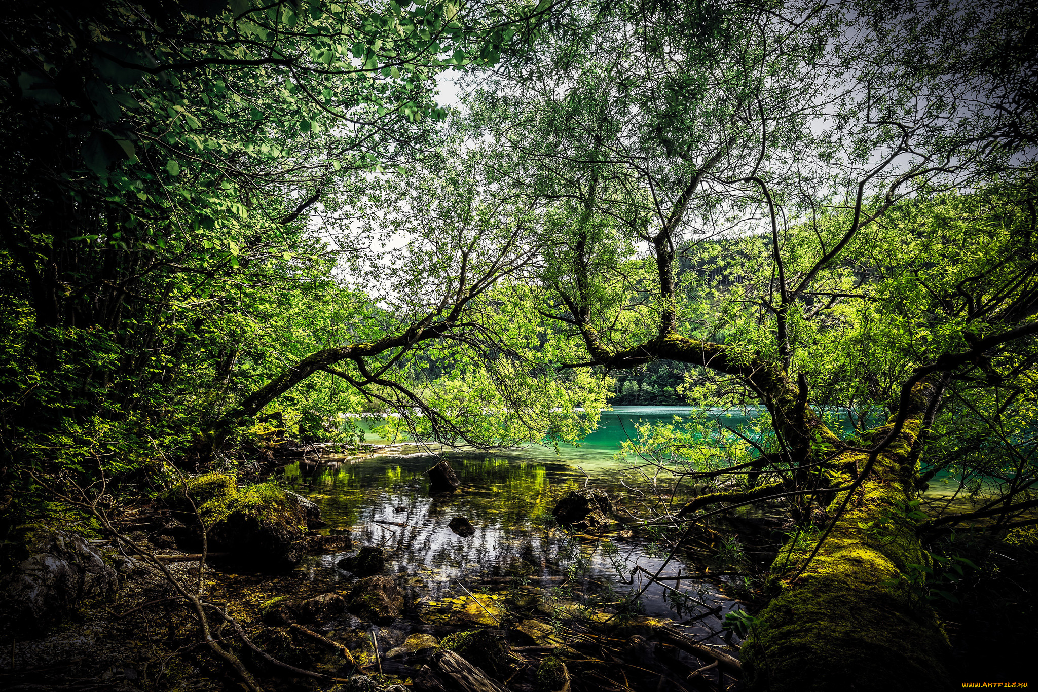 природа, реки, озера, лес, река