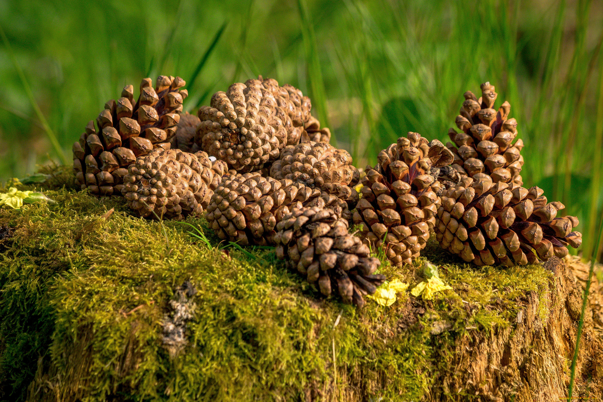 природа, шишки, , жёлуди, , каштаны, пенек