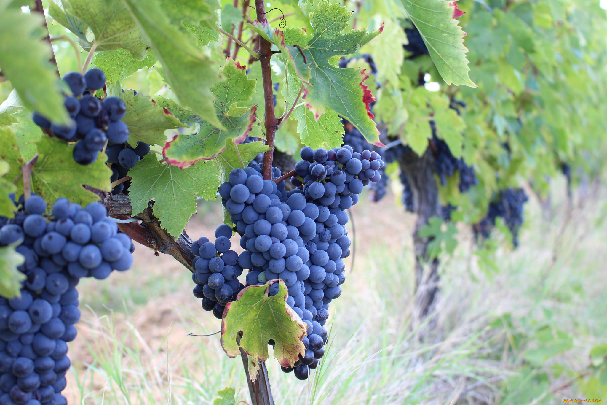 природа, Ягоды, , виноград, лоза