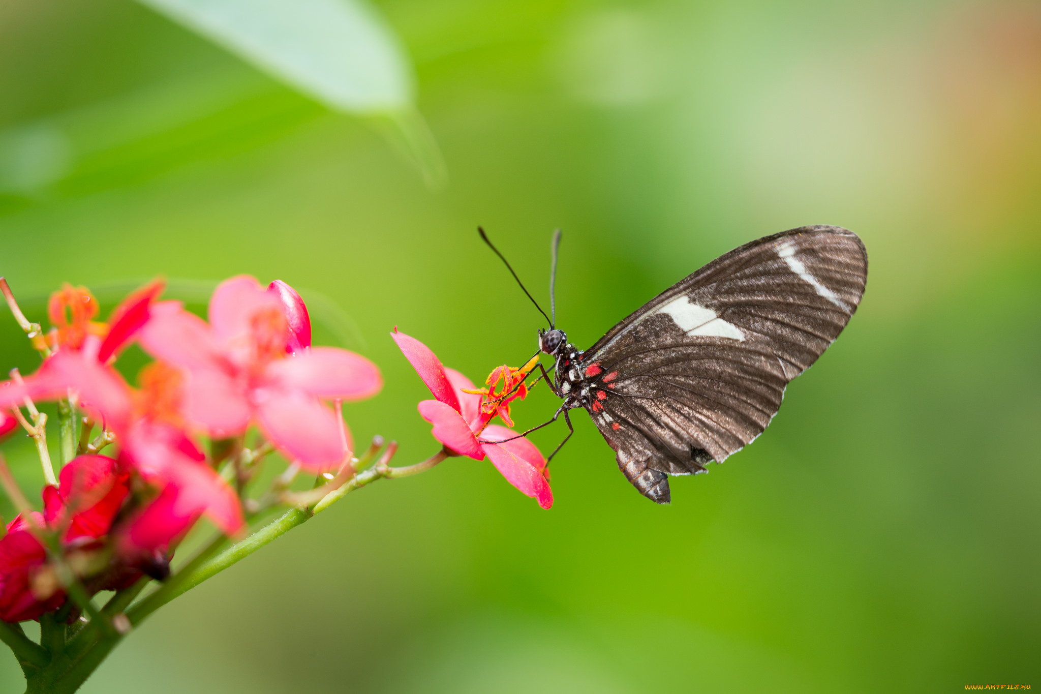 животные, бабочки, , мотыльки, , моли, боке, фон, пыльца, цветок, бабочка
