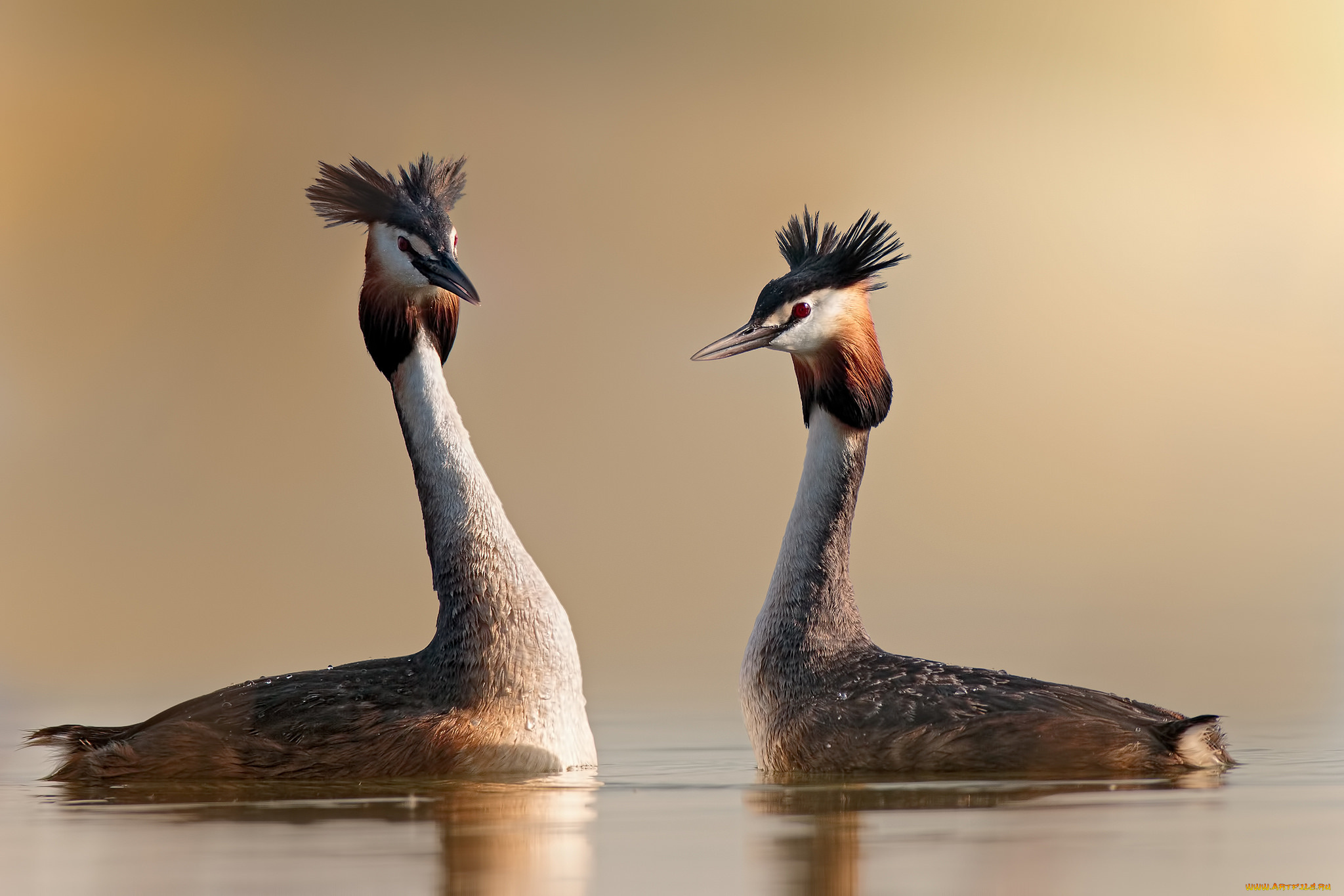 животные, Чомги, , поганки, чубчик, окрас, перья, чомга