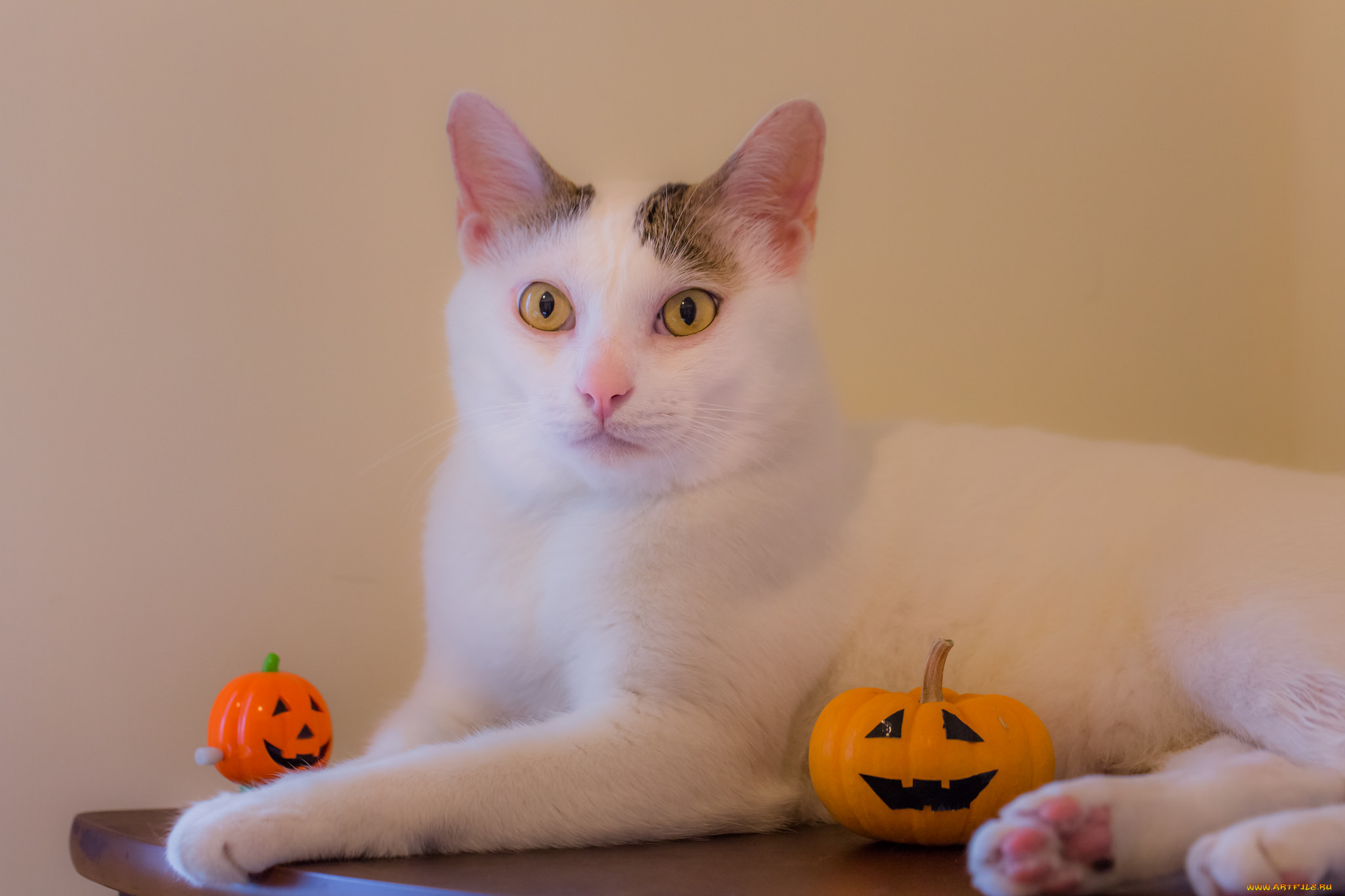 животные, коты, кот, окрас, взгляд, отдых