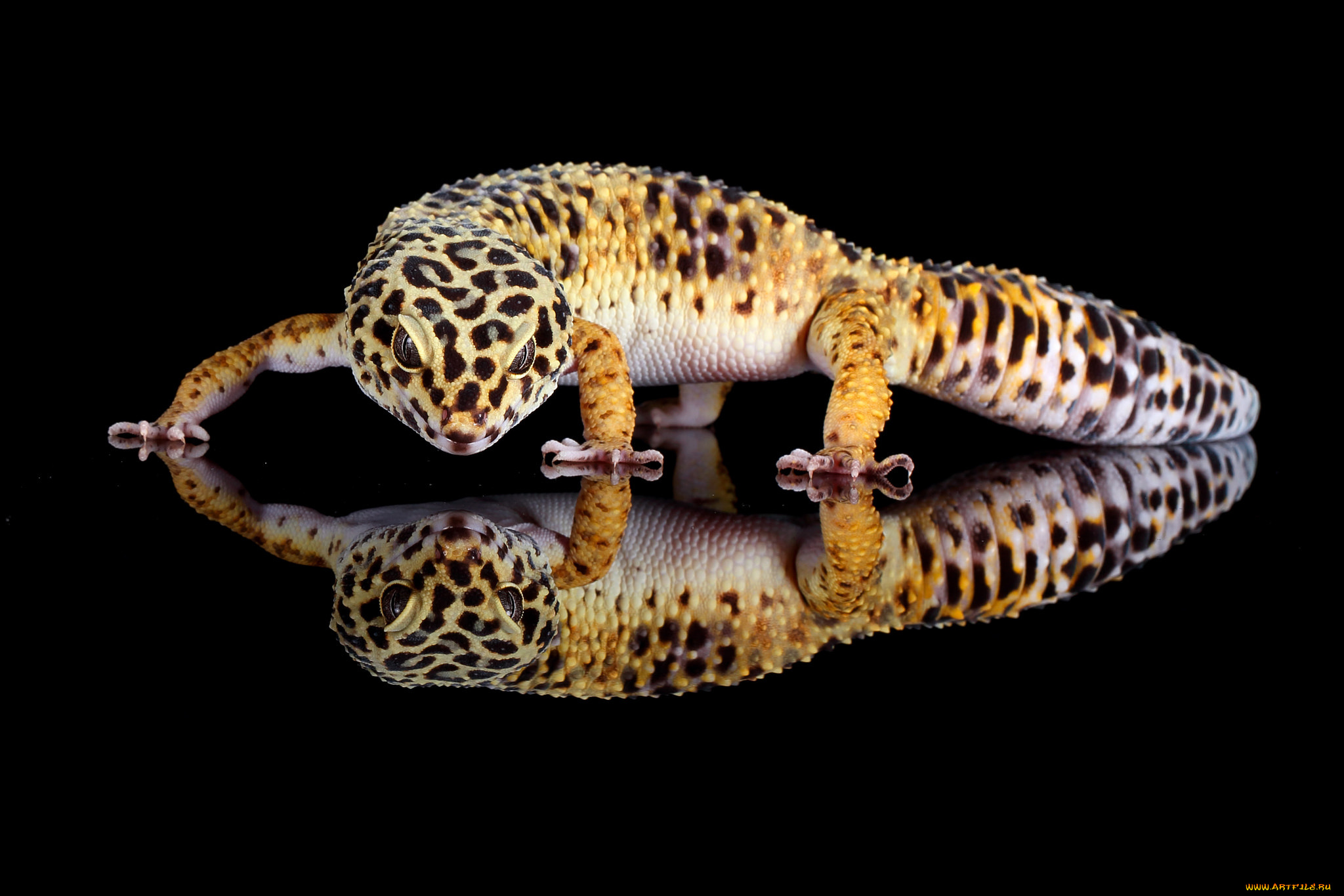 животные, Ящерицы, , игуаны, , вараны, ящерица, язык, окрас, фон