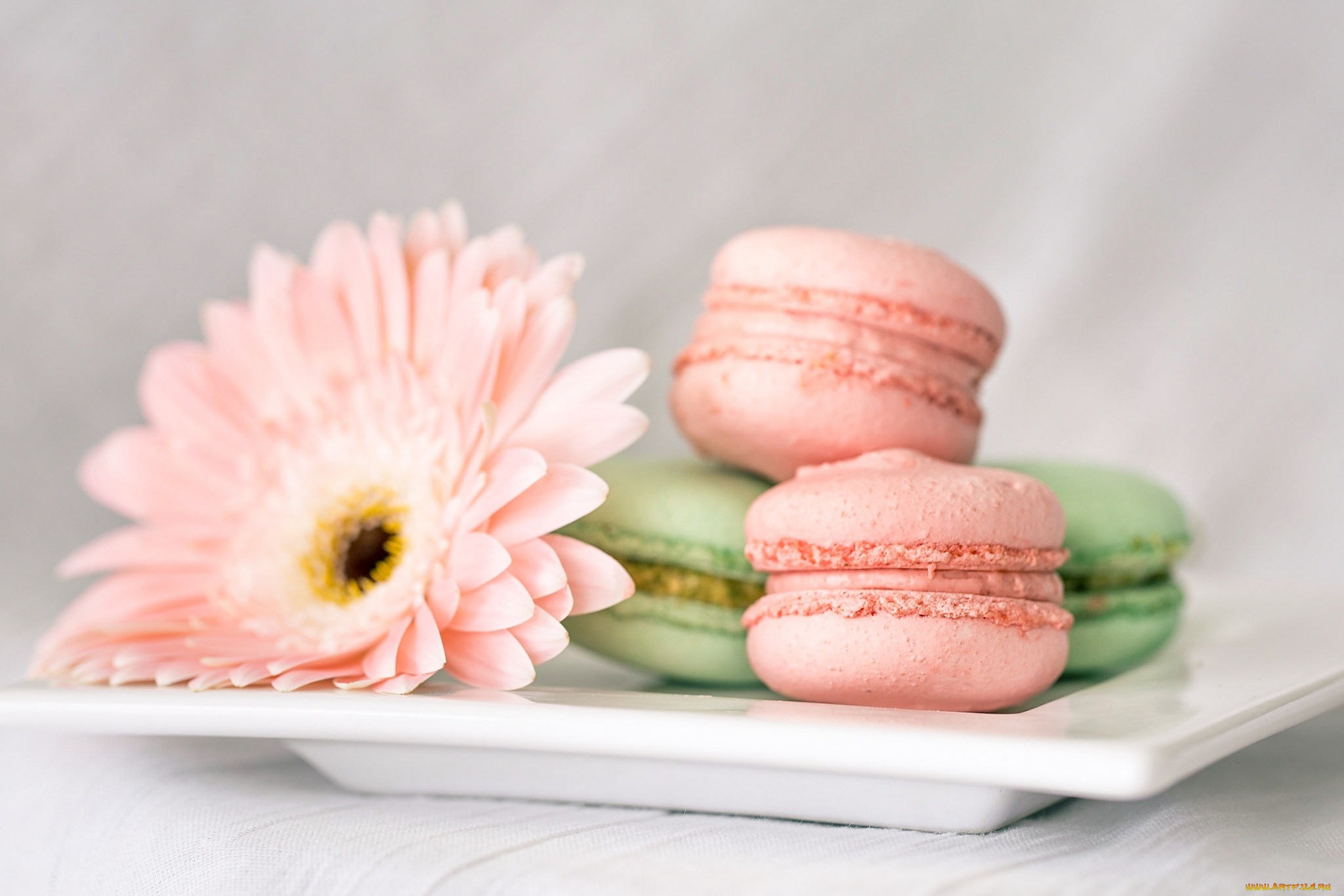 еда, макаруны, гербера, пирожные