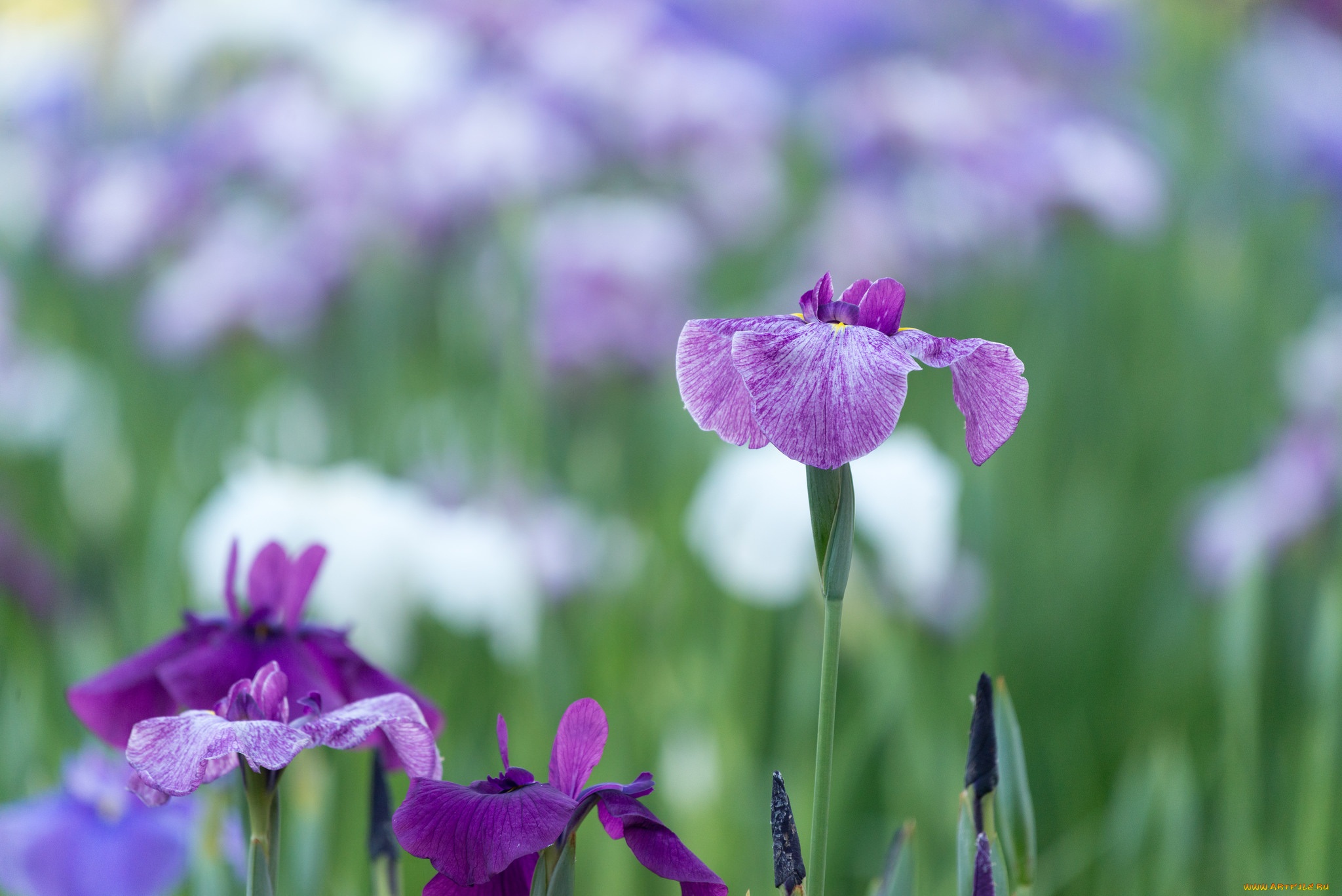 цветы, ирисы, цвет, лепестки, цветение, ирис