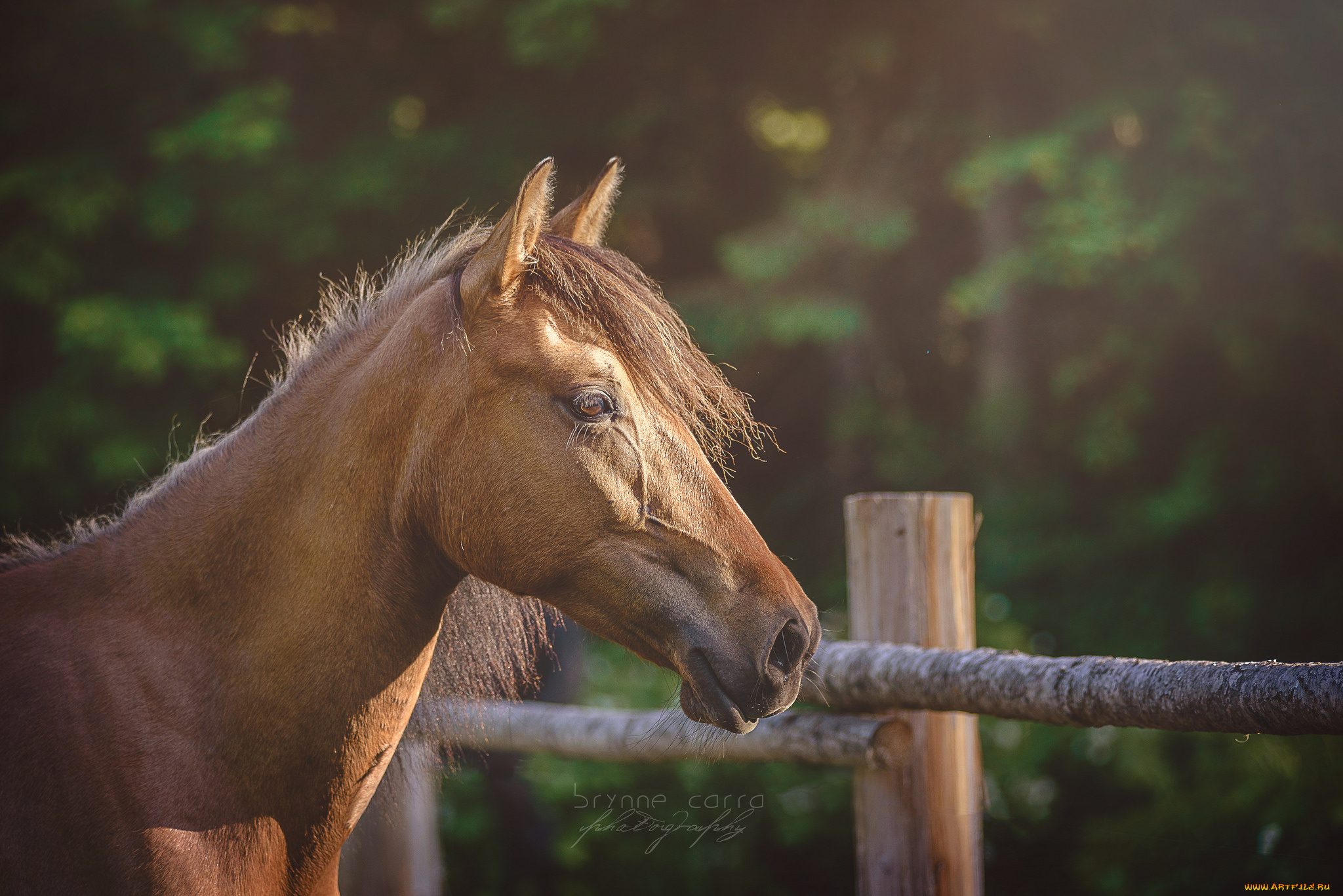 животные, лошади, грива, окрас, лошадь