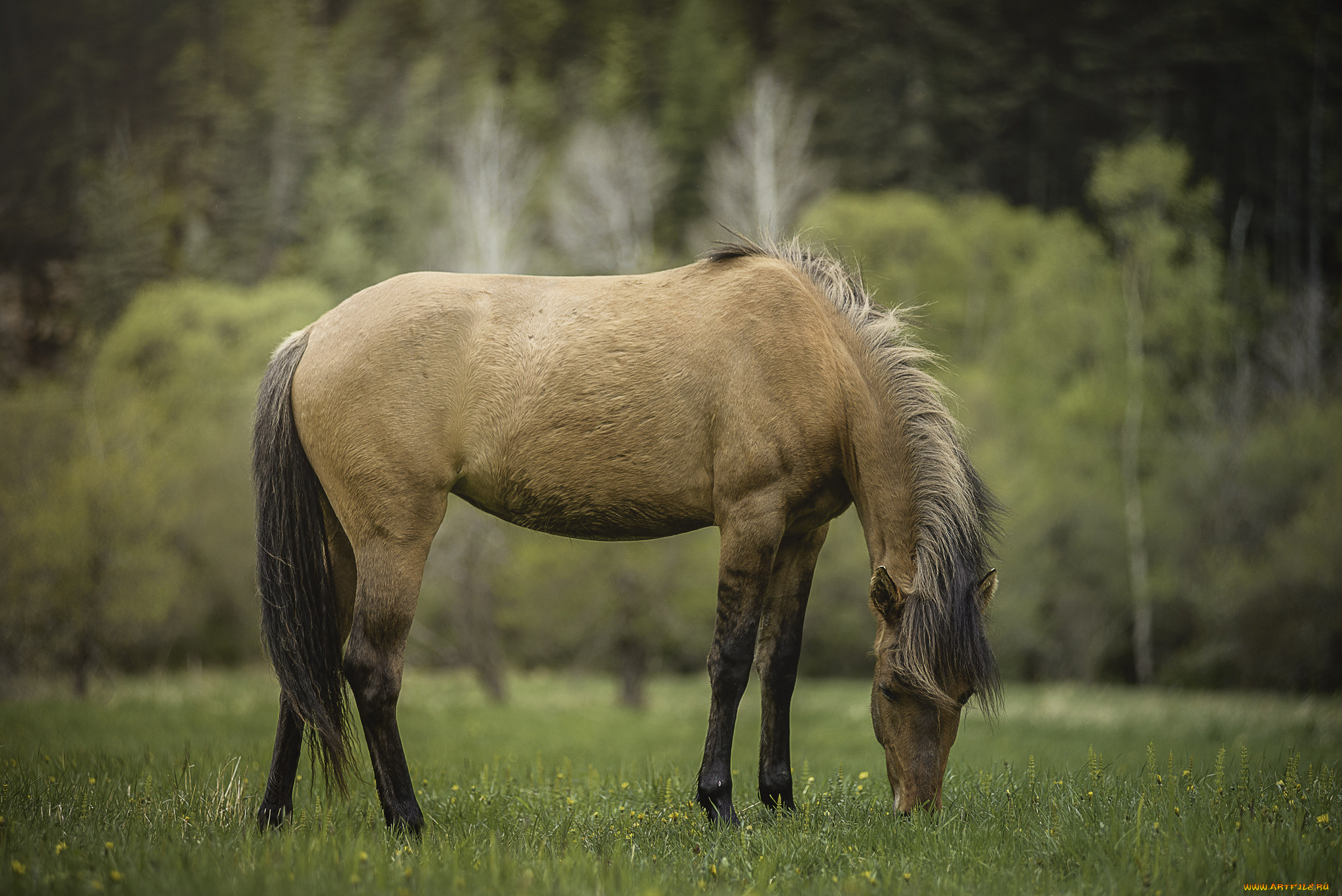 животные, лошади, грива, окрас, лошадь