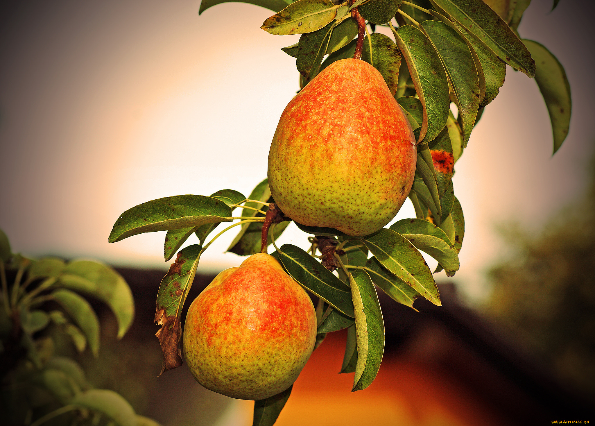 природа, плоды, груши