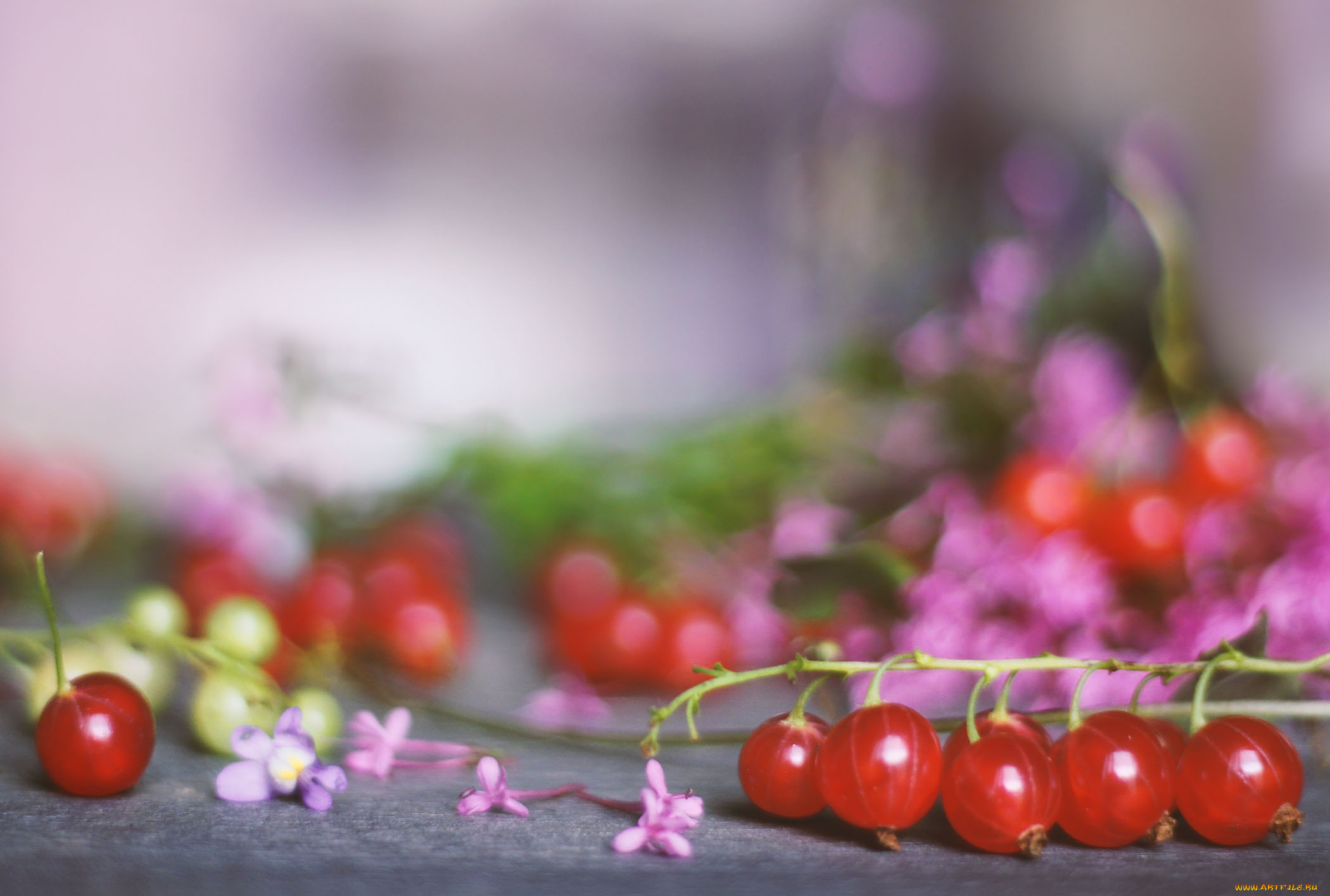 еда, смородина, кислая, сочная, ягода