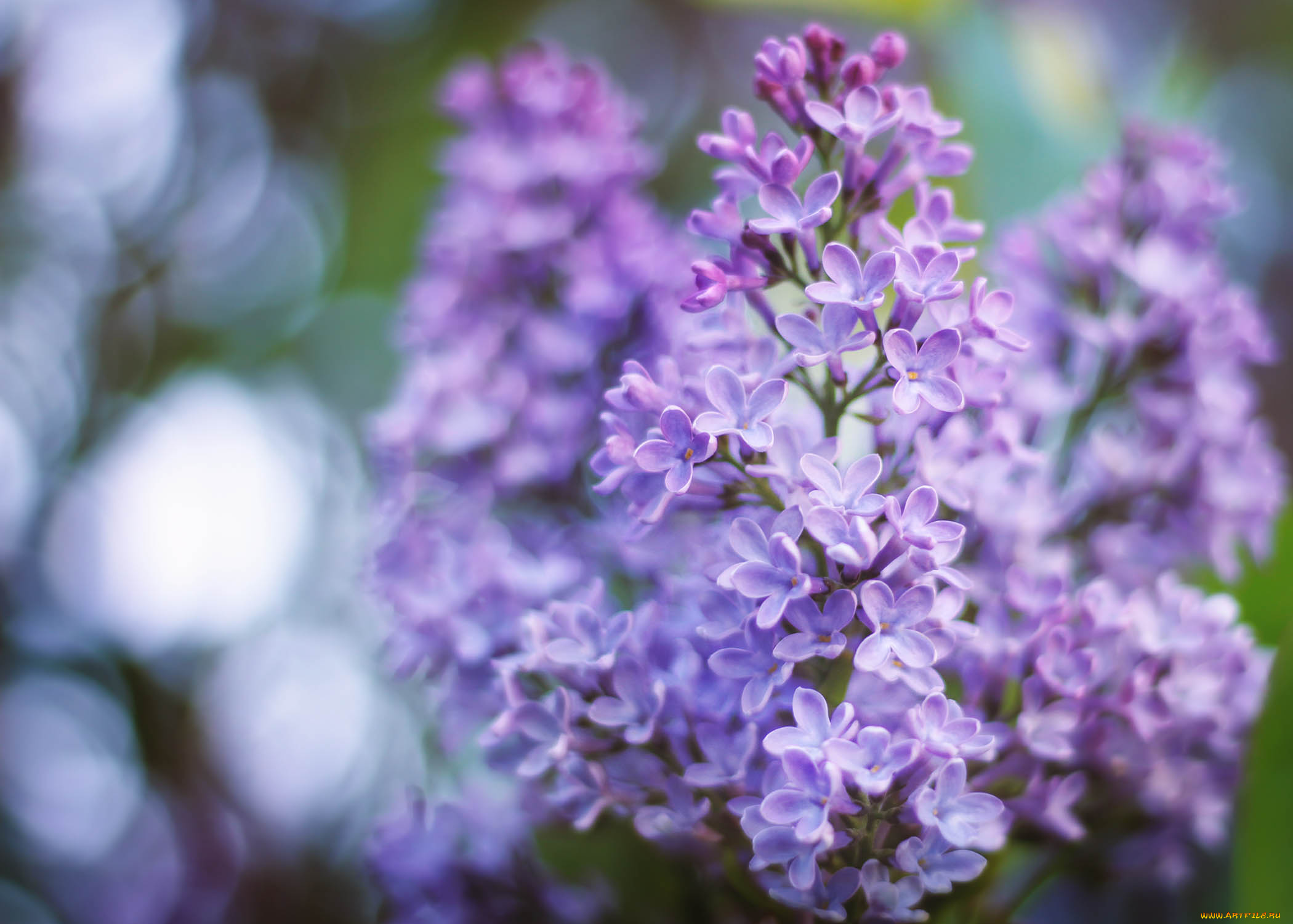 цветы, сирень, лепестки, цвет, цветение