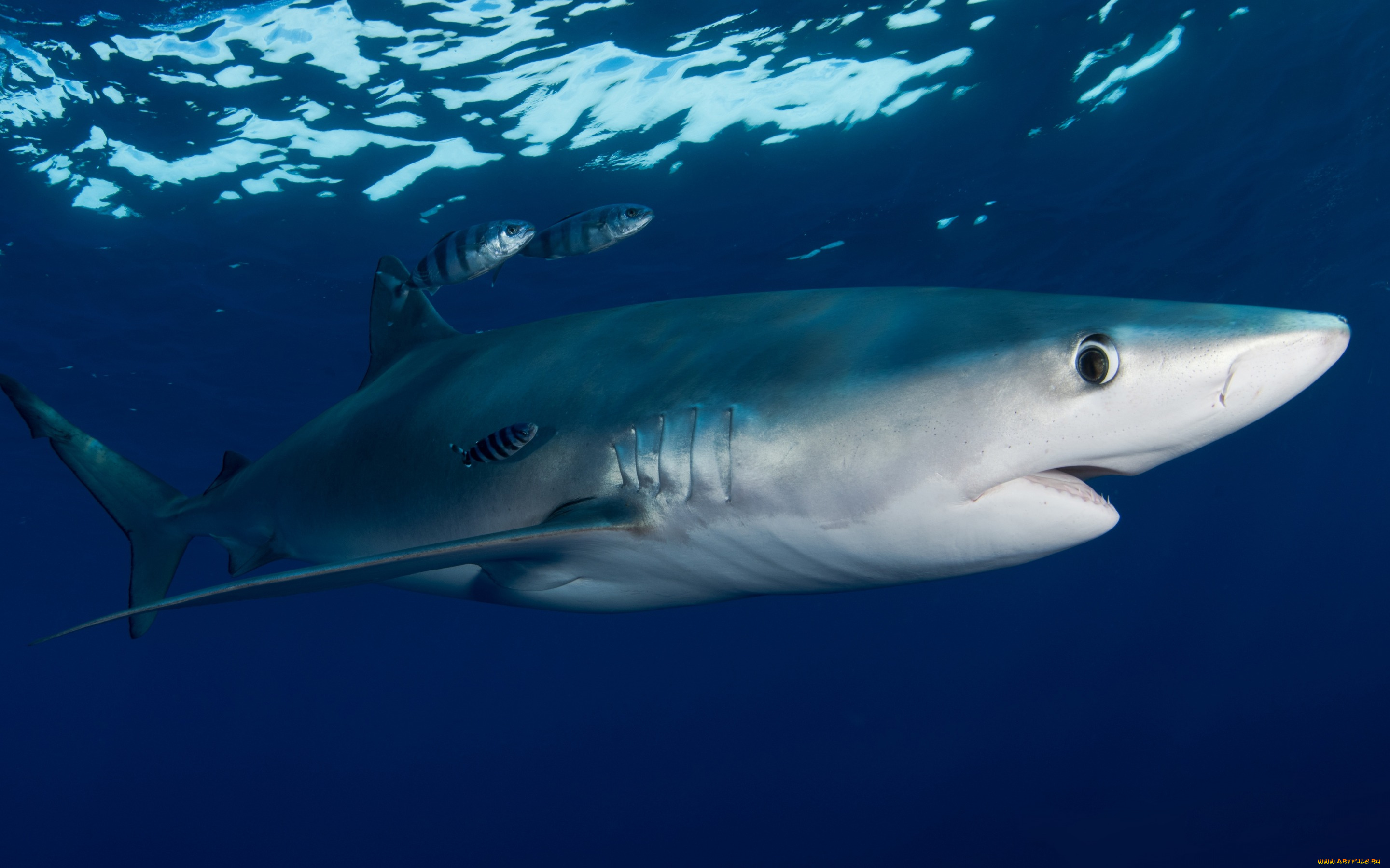 животные, акулы, глаза, рыба, подводный, мир, рыбища, рыбы, рыбки-спутницы, голубая, акула, обитатели, морей, фауна, блики, выражение, фон, подводная, съёмка, огромная, темный, синий, океан, крупный, план, вода, море, под, водой, большая, глубина, взгляд